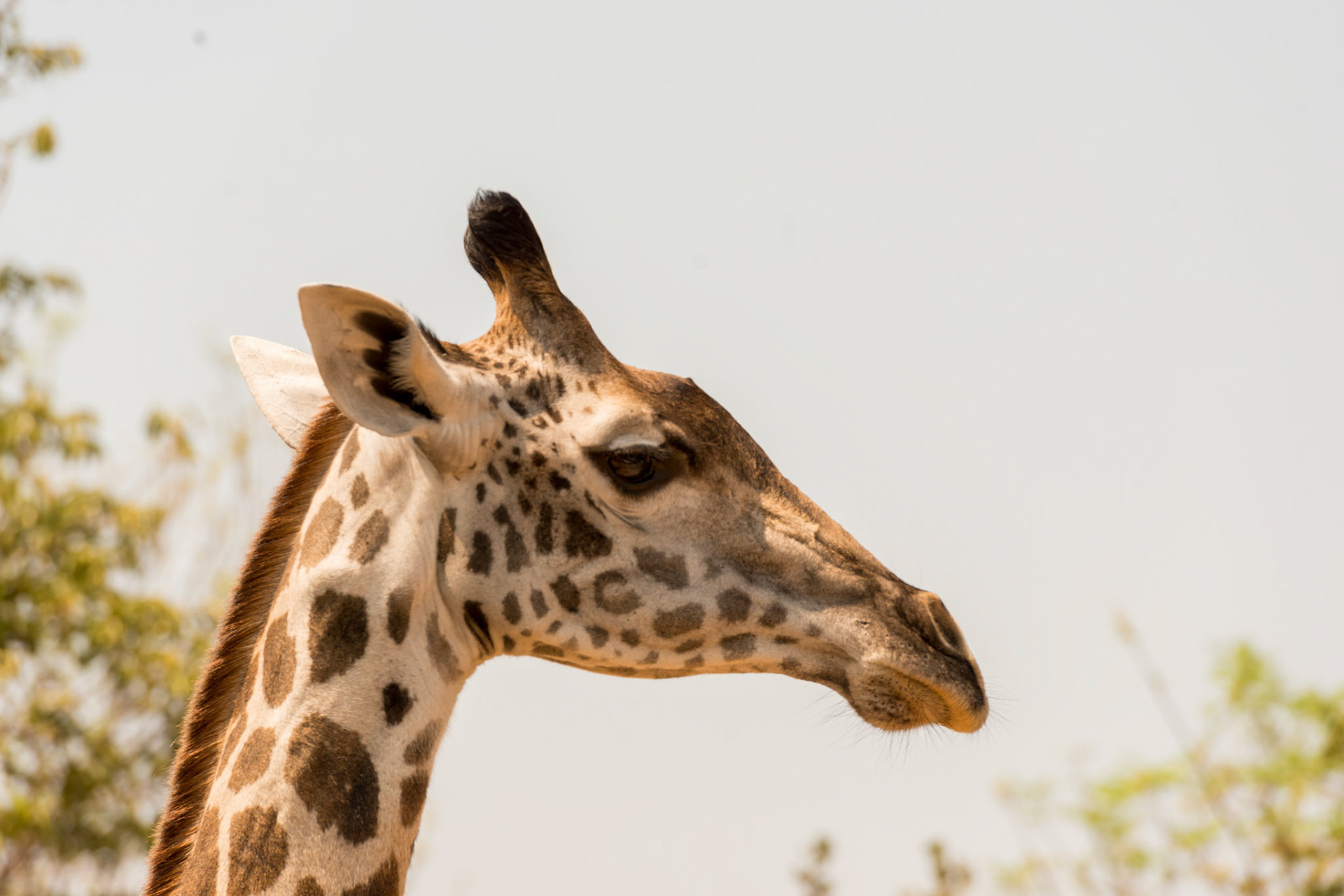 South Luangwa NP, Zambia