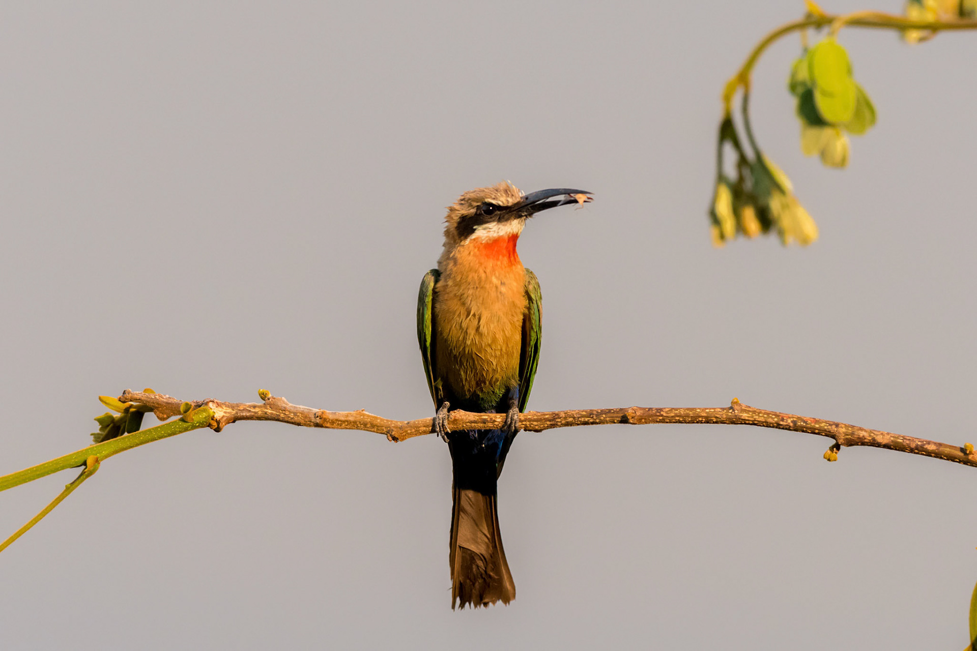 Shakawe, Botswana