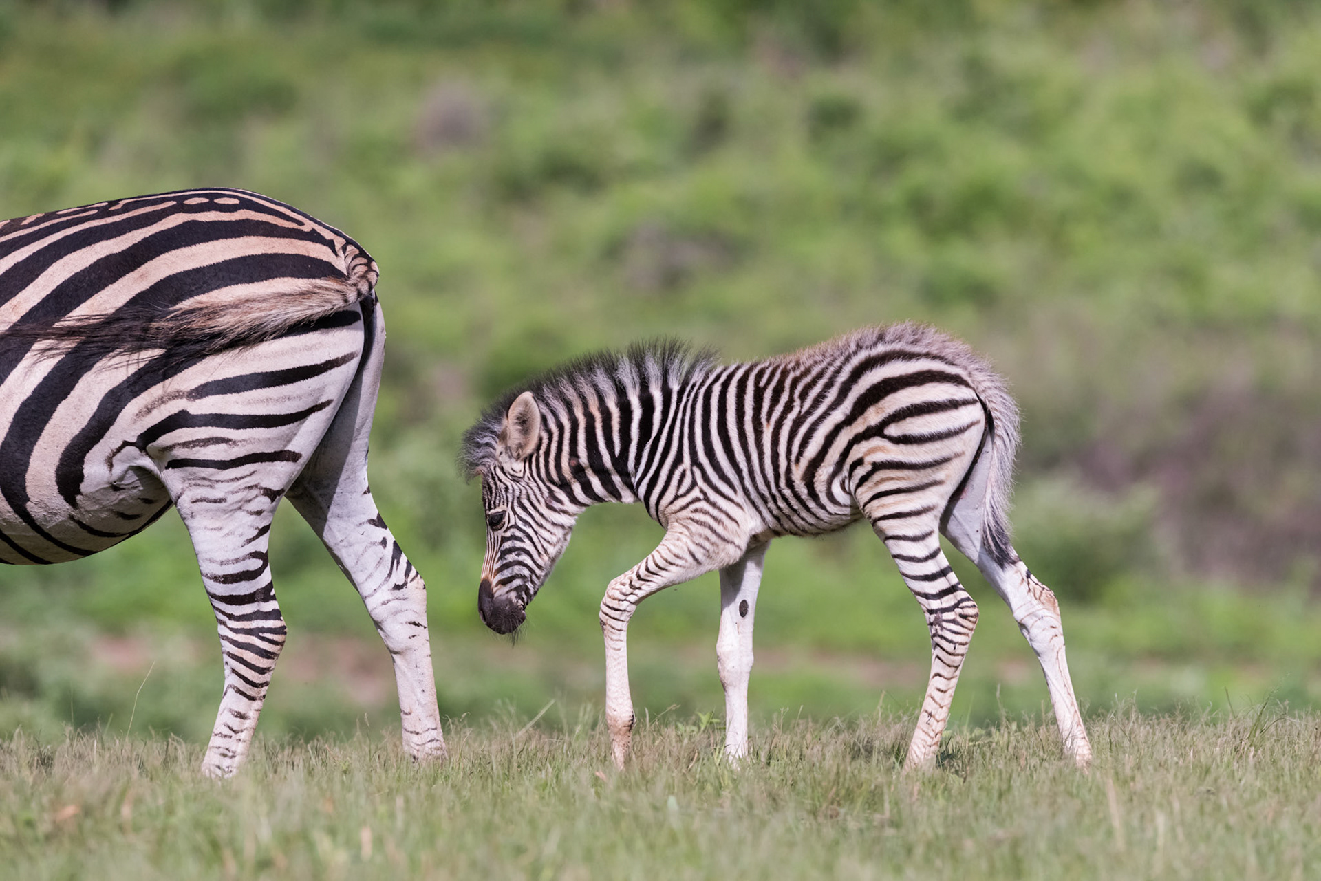 Mbuluzi NP, Lebombo Conservancy, Swaziland