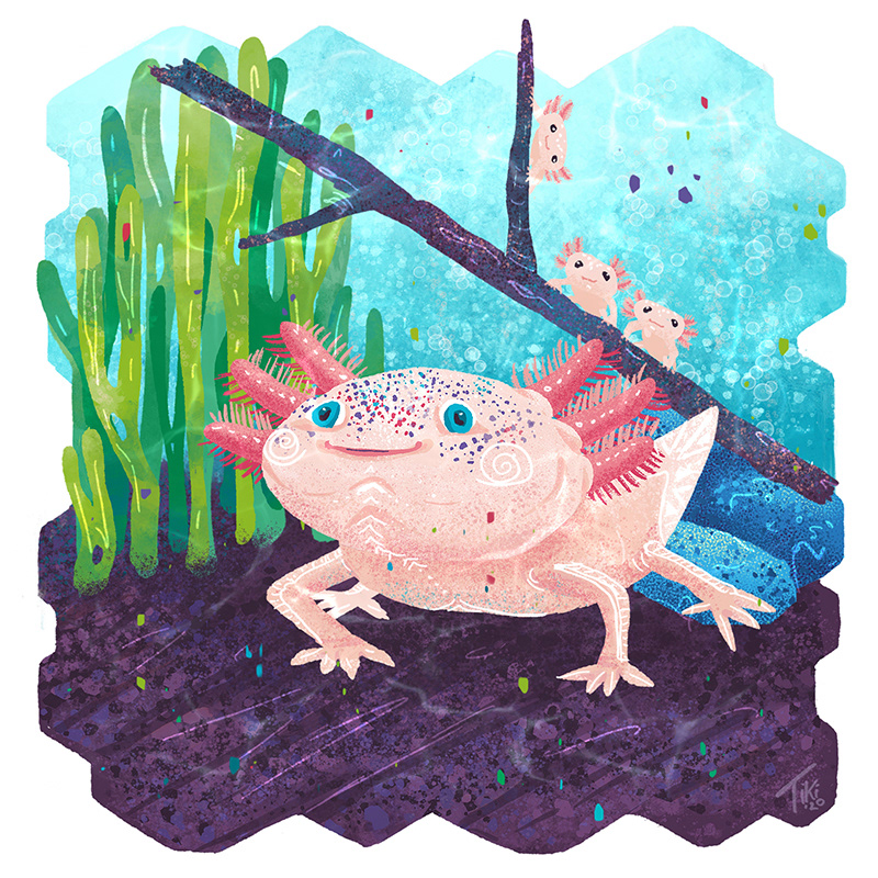 Axolotl - Endangered Animal Illustration