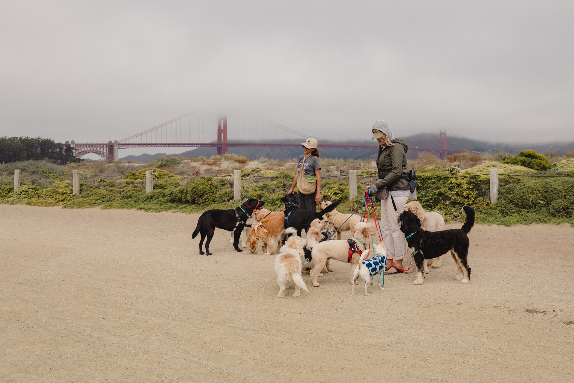 The dog sitters