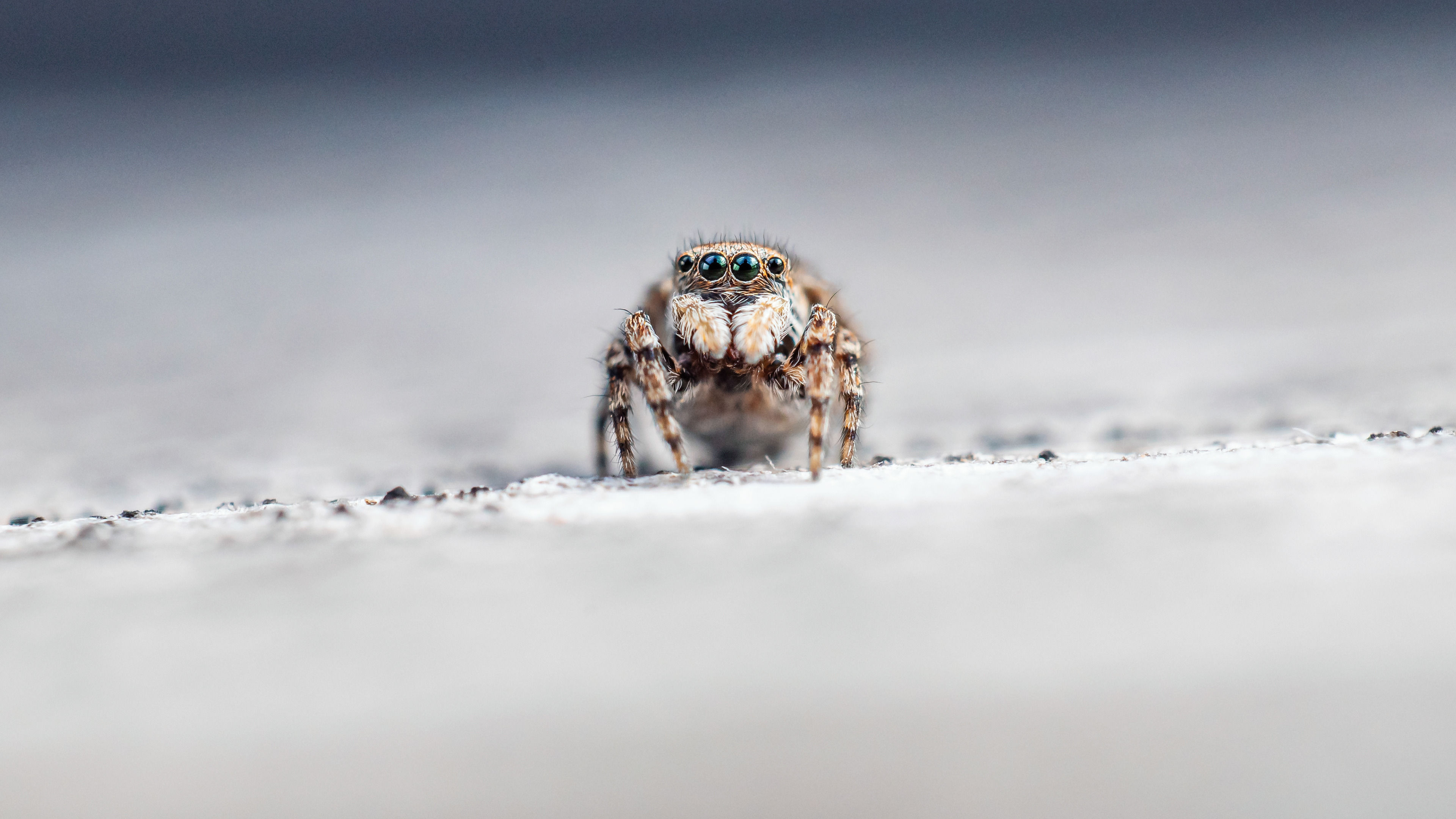 Springspinne - 23/25