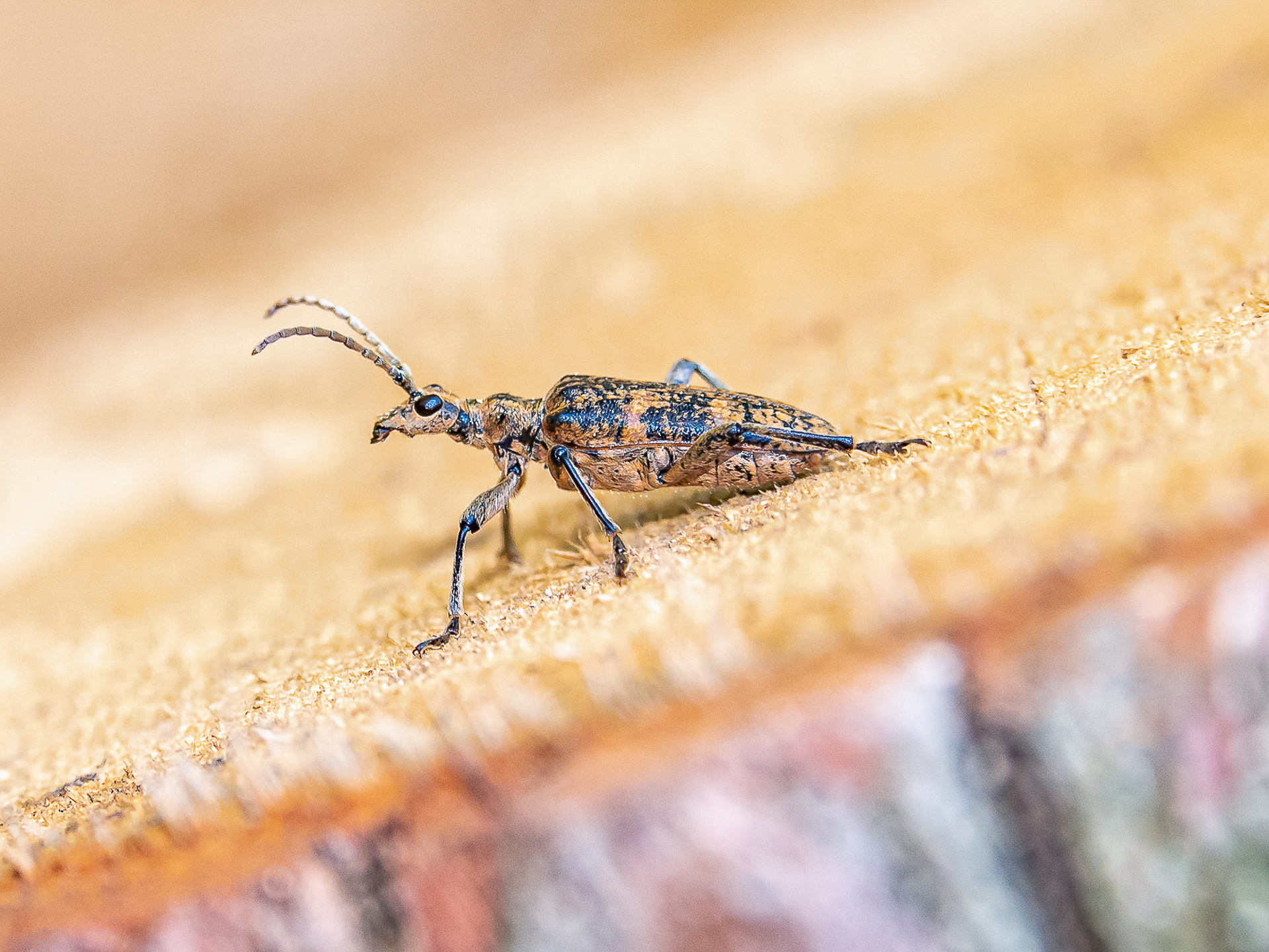 Rhagium Inquisitor - 23