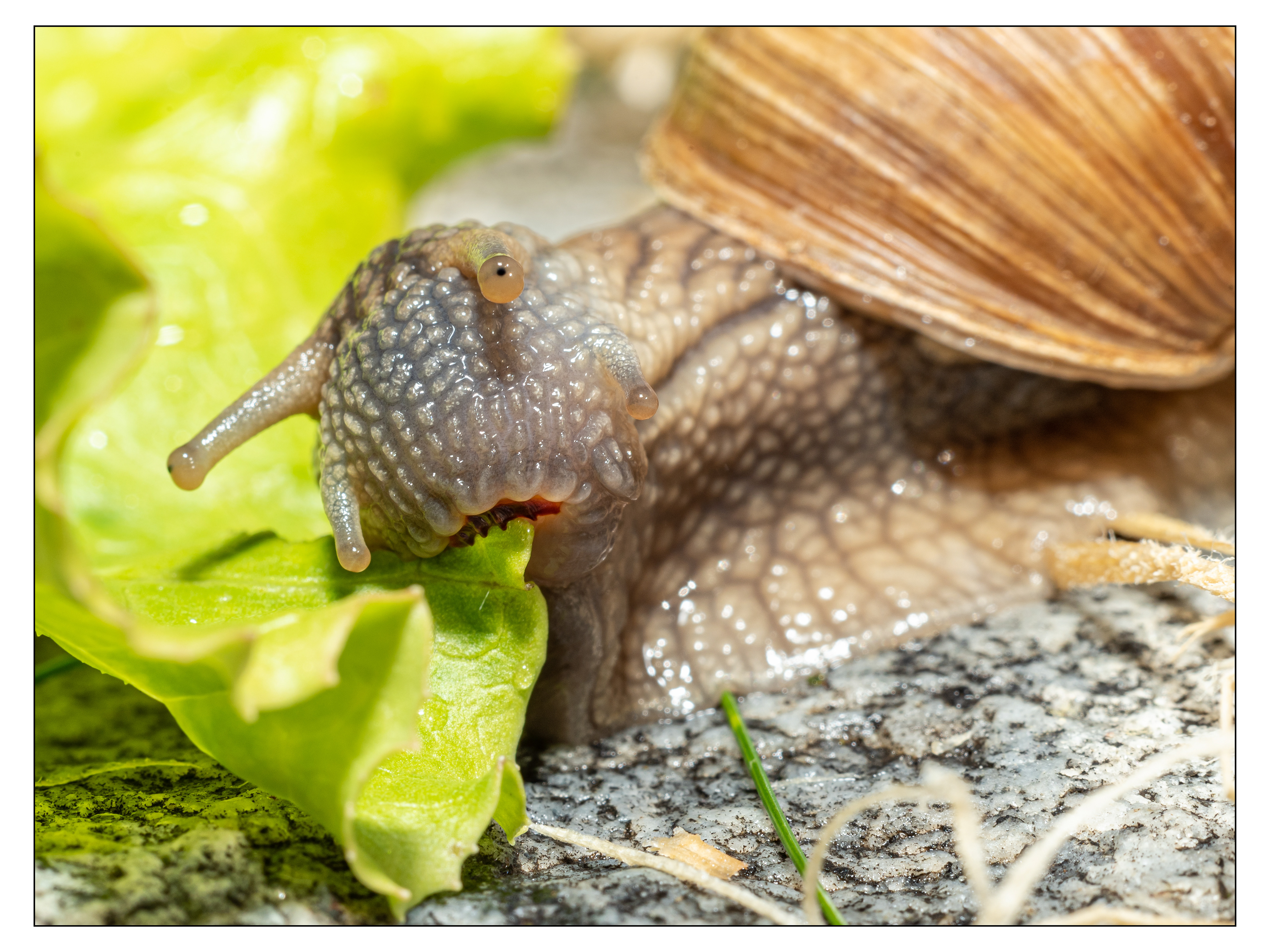 Schmeckst / 23/25