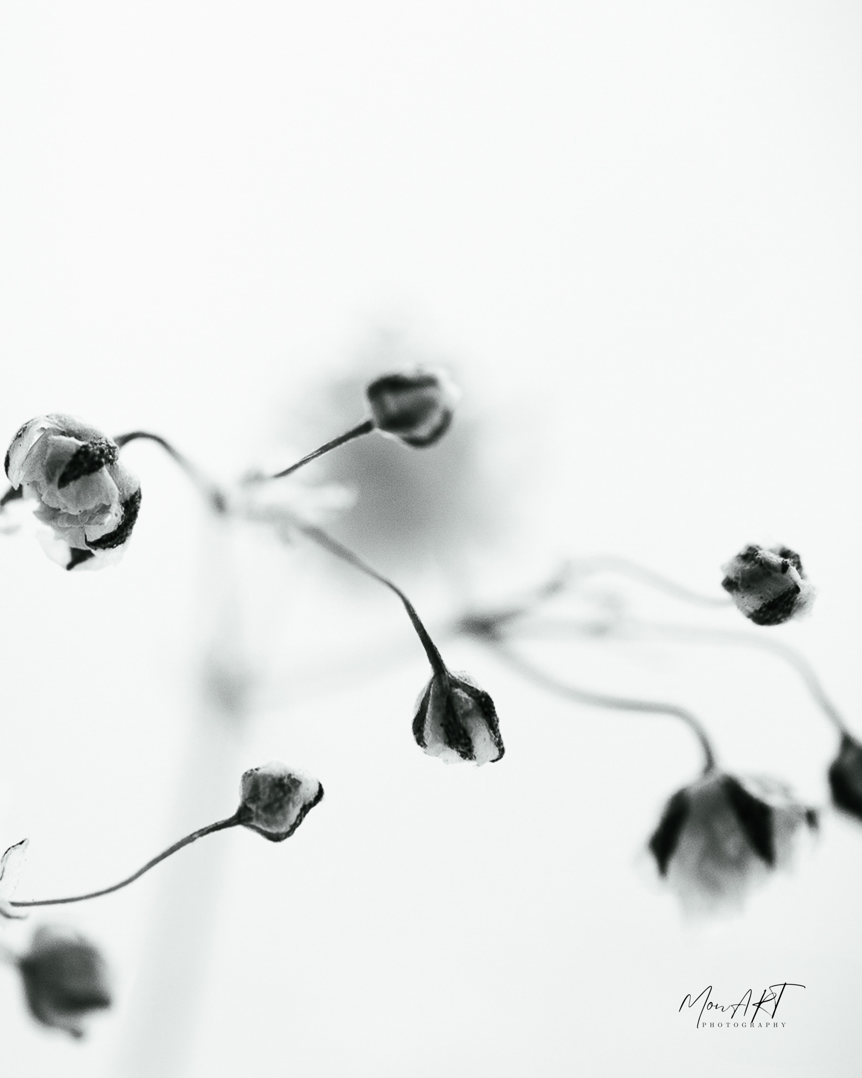 Whispers, Sizes: 40x30, 50x40, 60x40, 80x60 Hahnemuhle, Aquarelle Rag, 310gsm