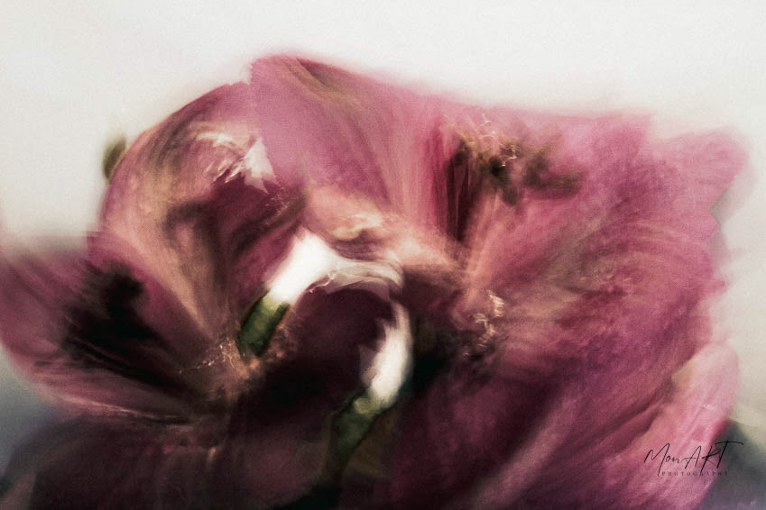 Purple Petals, Sizes: 30x40, 40x50, 40x60, 60x80 Hahnemuhle, Aquarelle Rag,310gsm