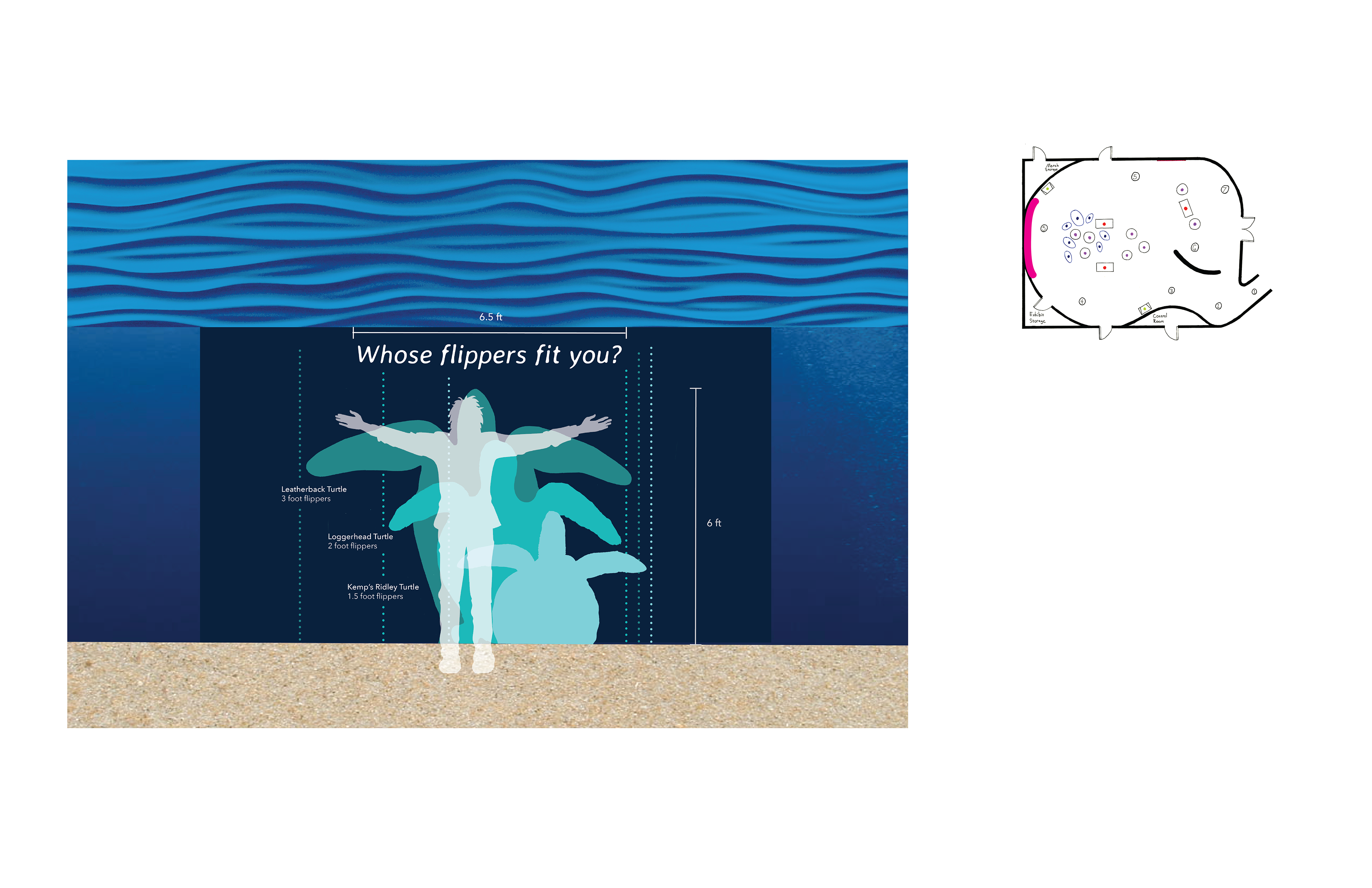 Whose flippers fit you? - Interactive Station