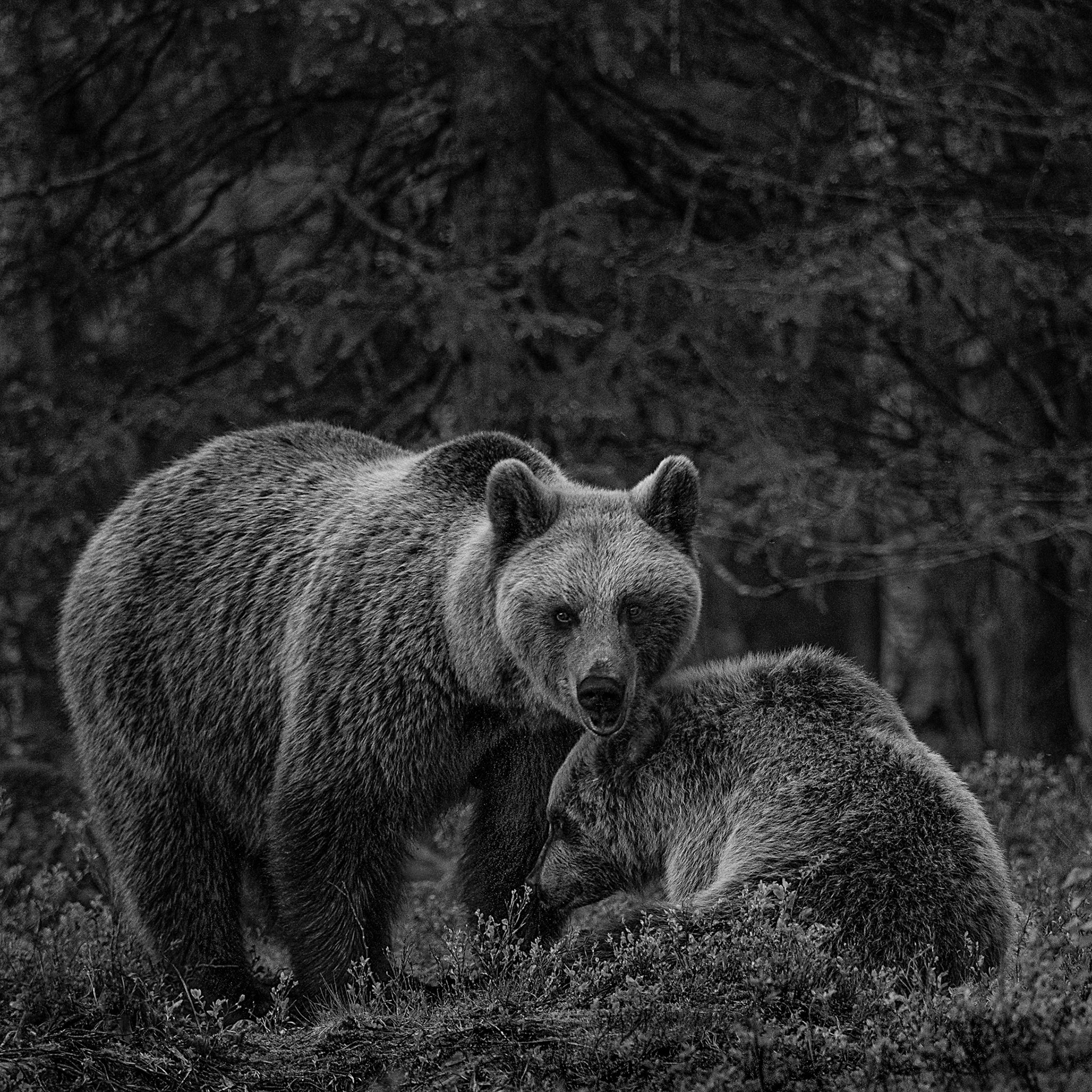 Bear with cub
