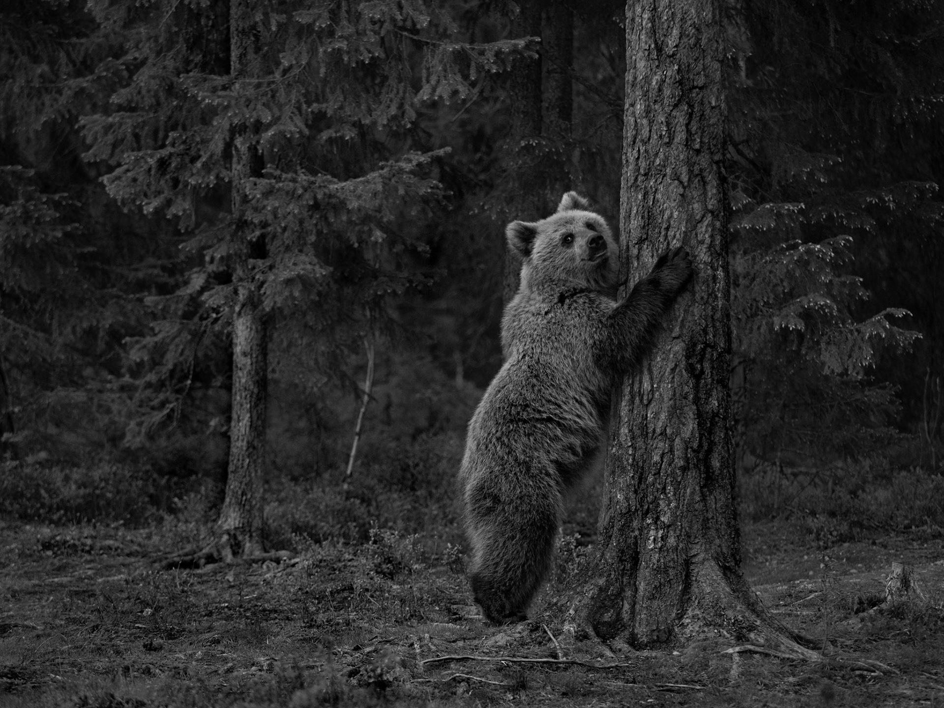 Bear and tree