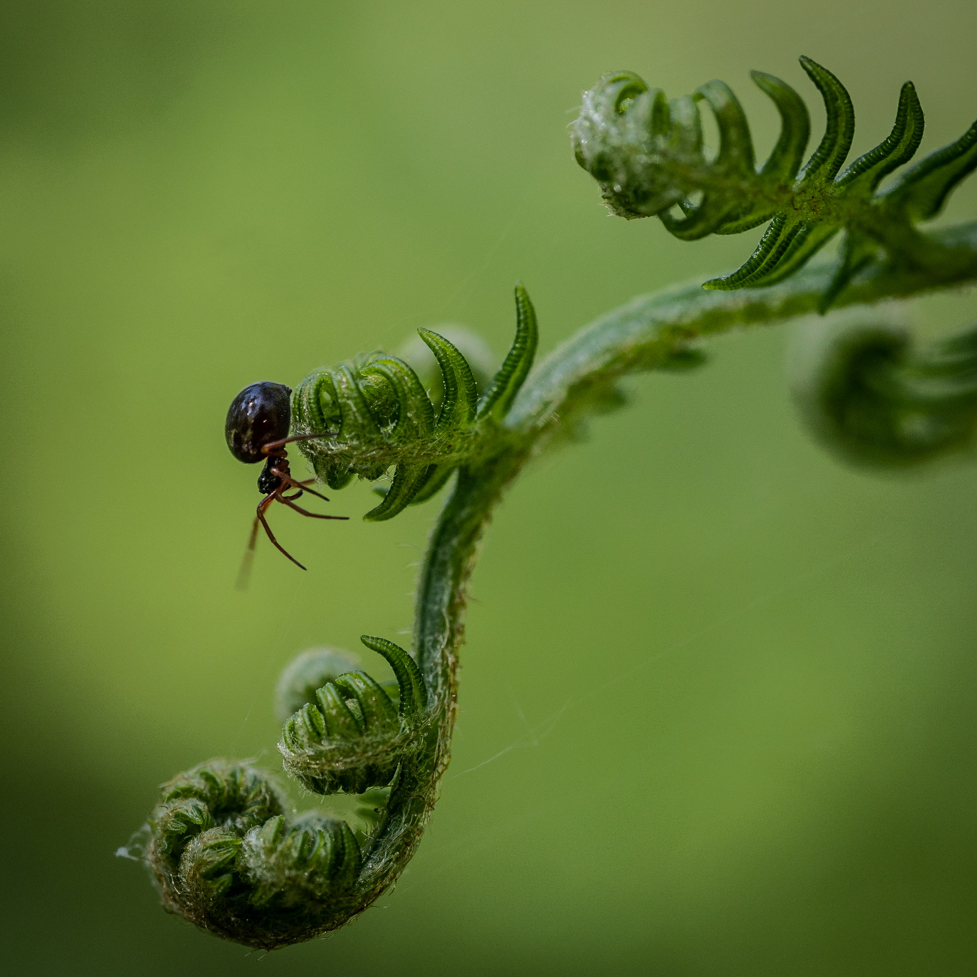 Lonesome spider 3