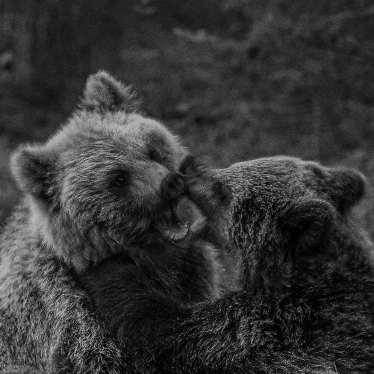 Fighting bears 2
