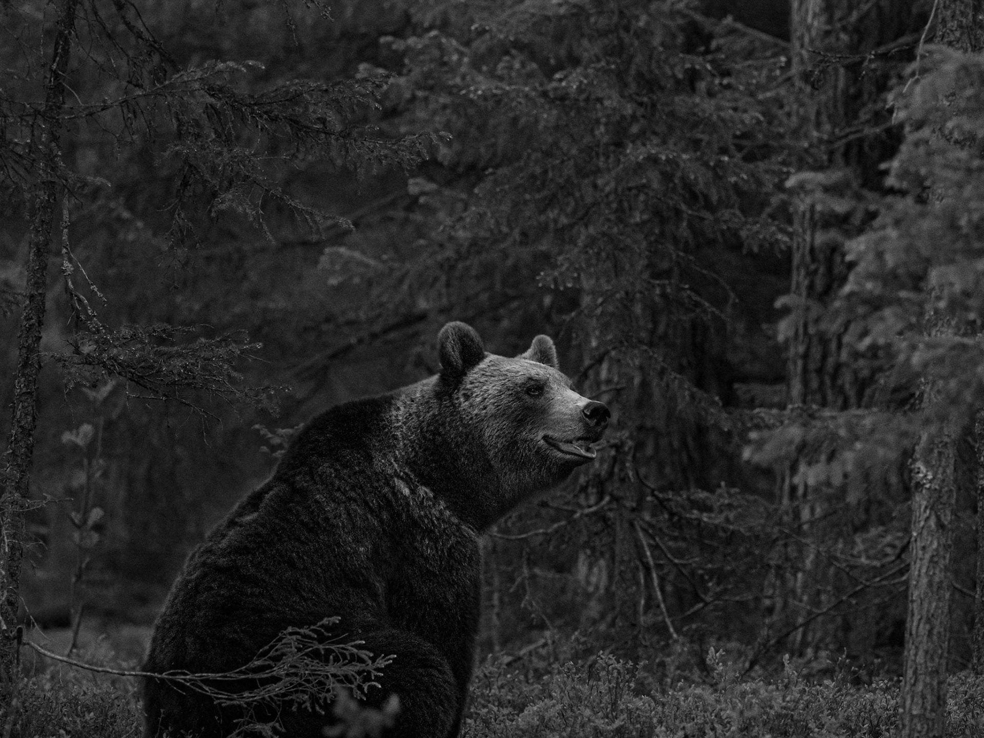 Bear 2