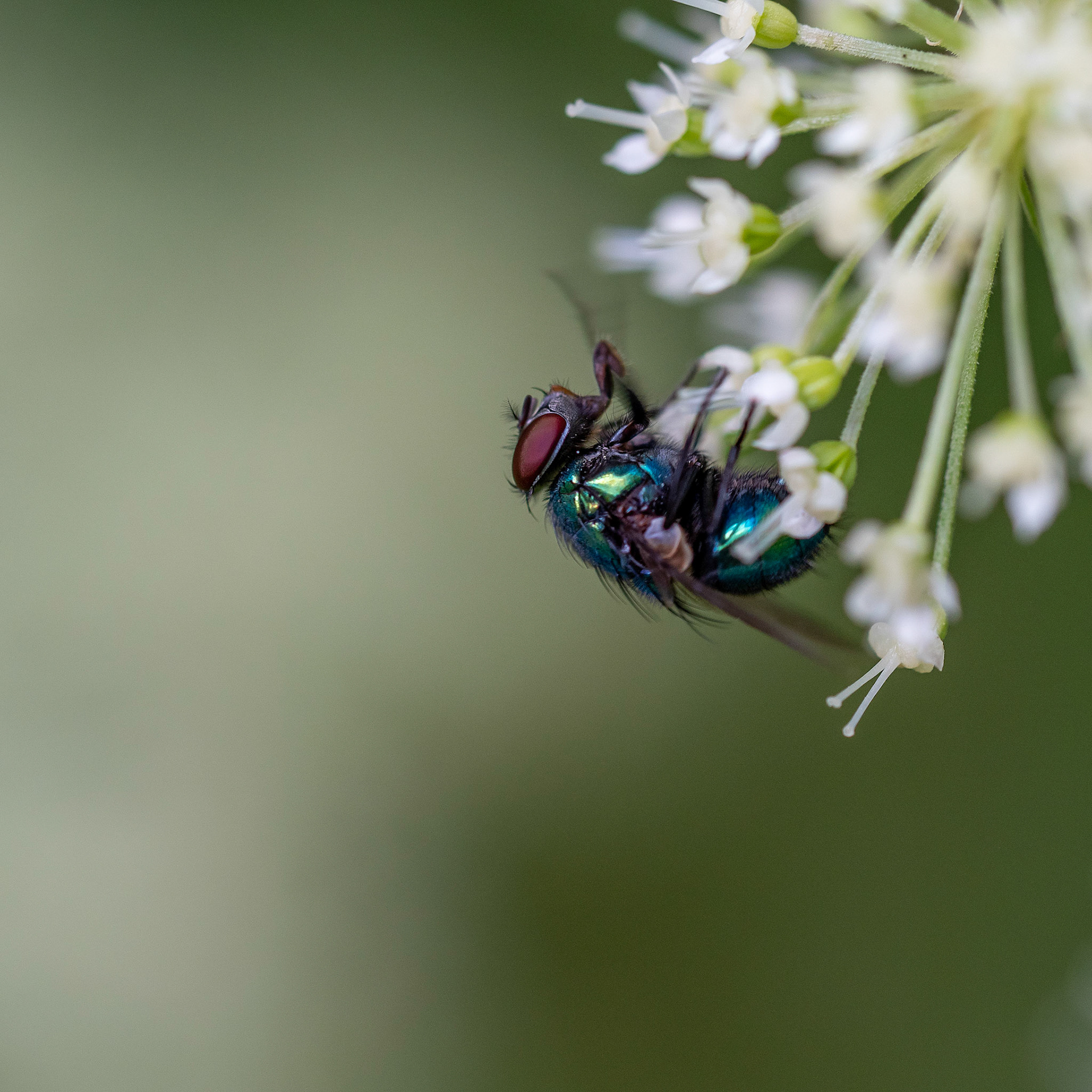 Blue fly