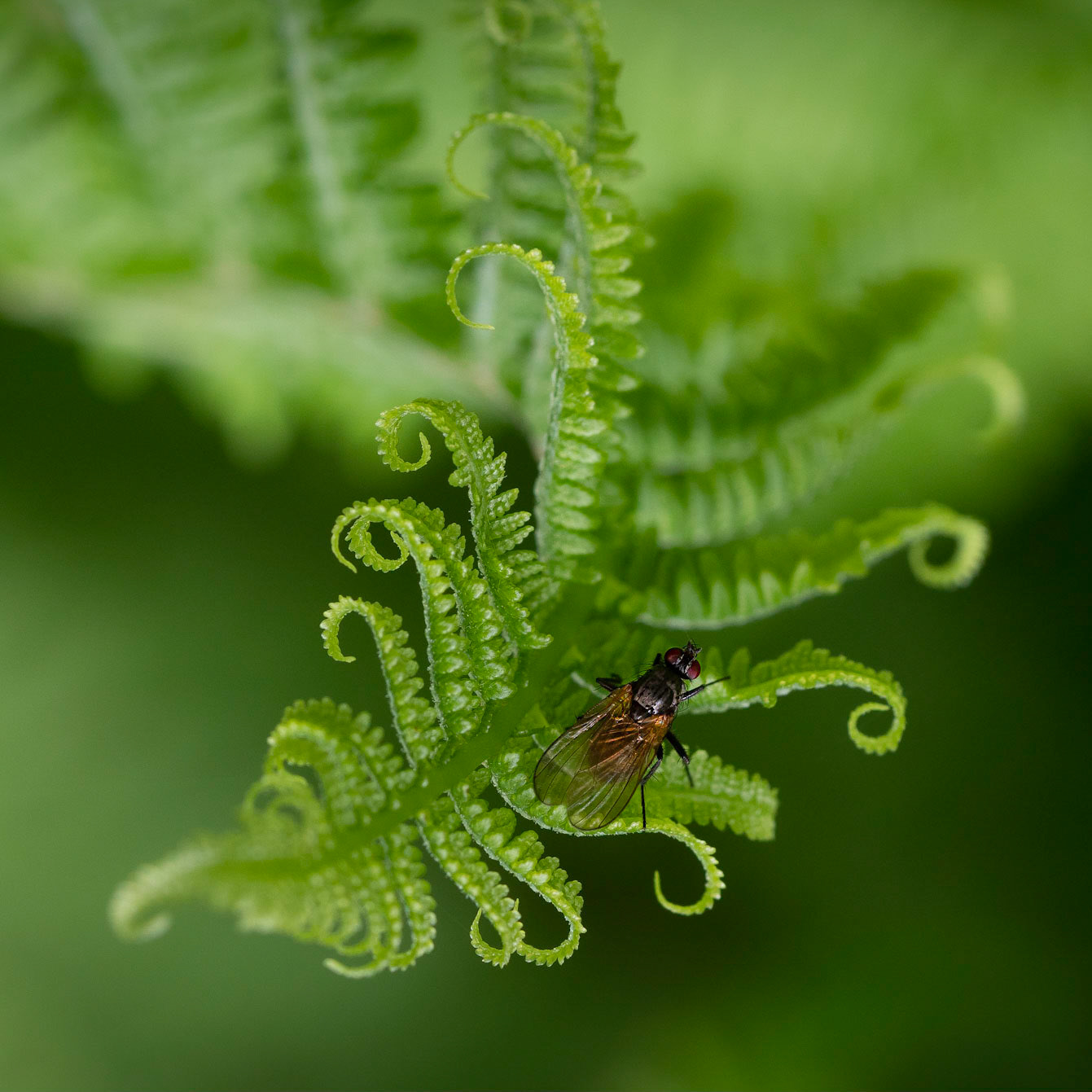 Fly on ferns 3