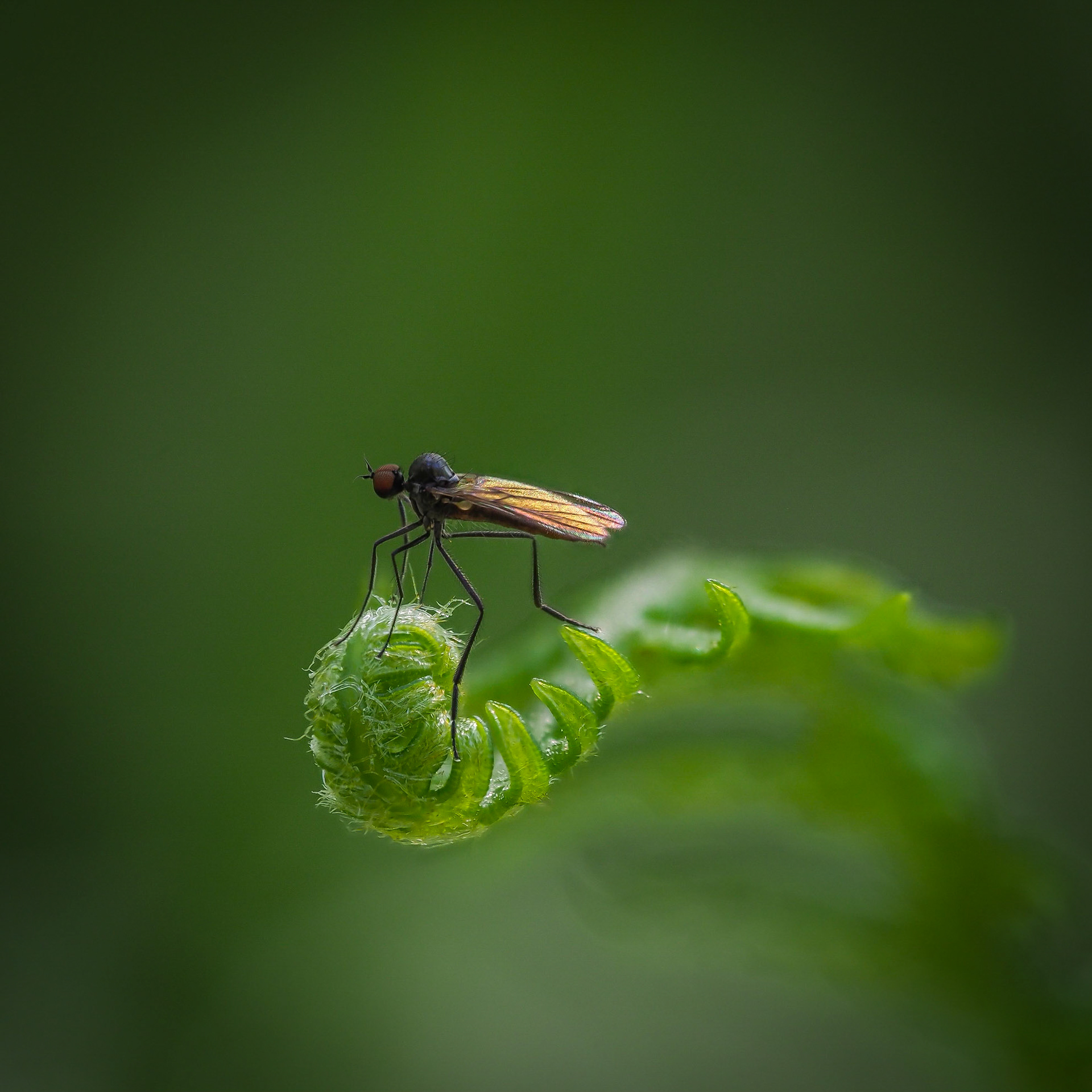 Insect on fern