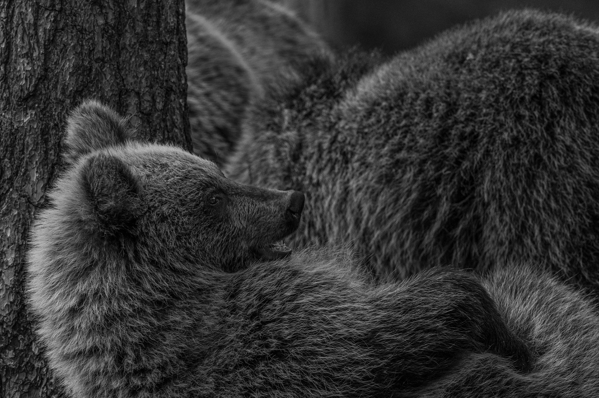 Bearcub 4