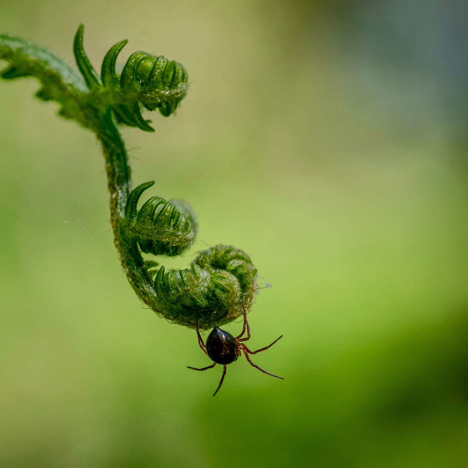 Lonesome spider 5