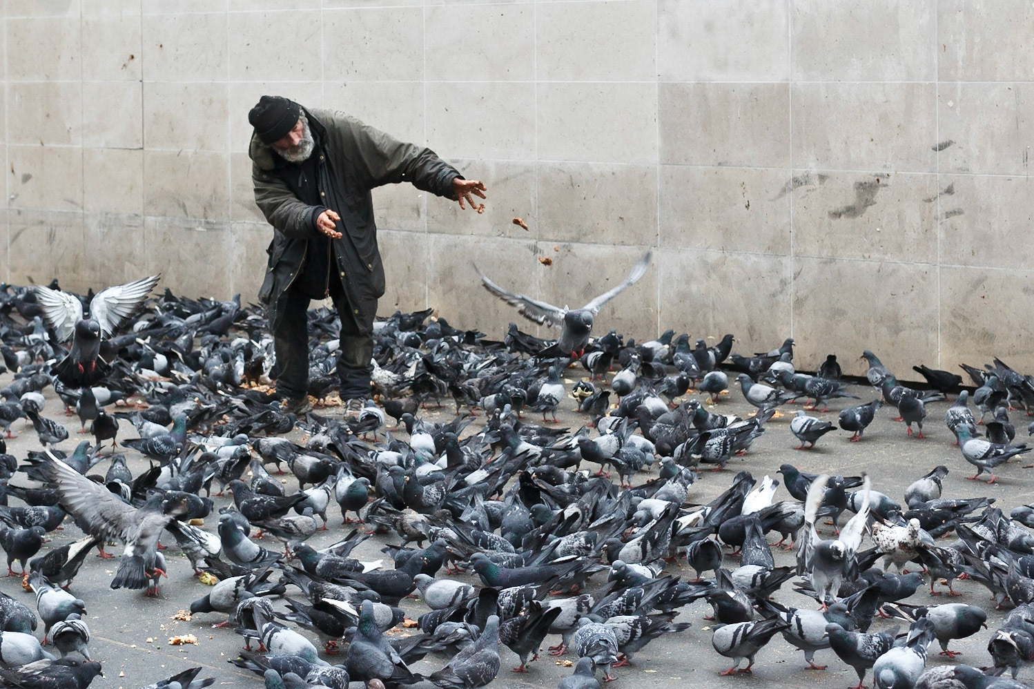Pigeon man