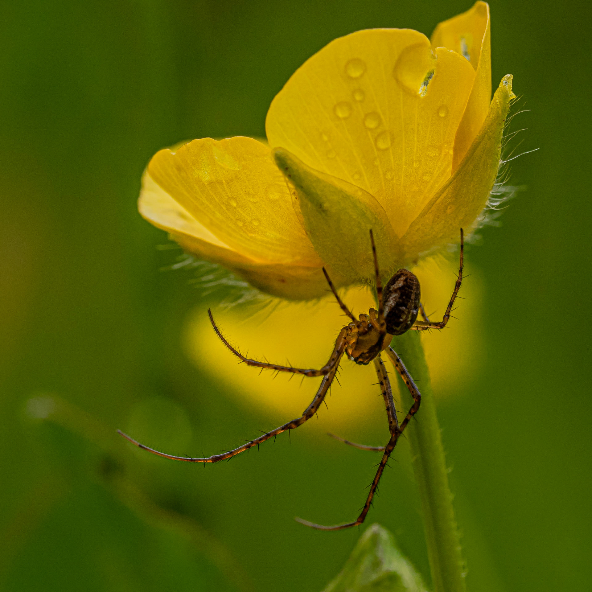 Spider on yellow flower