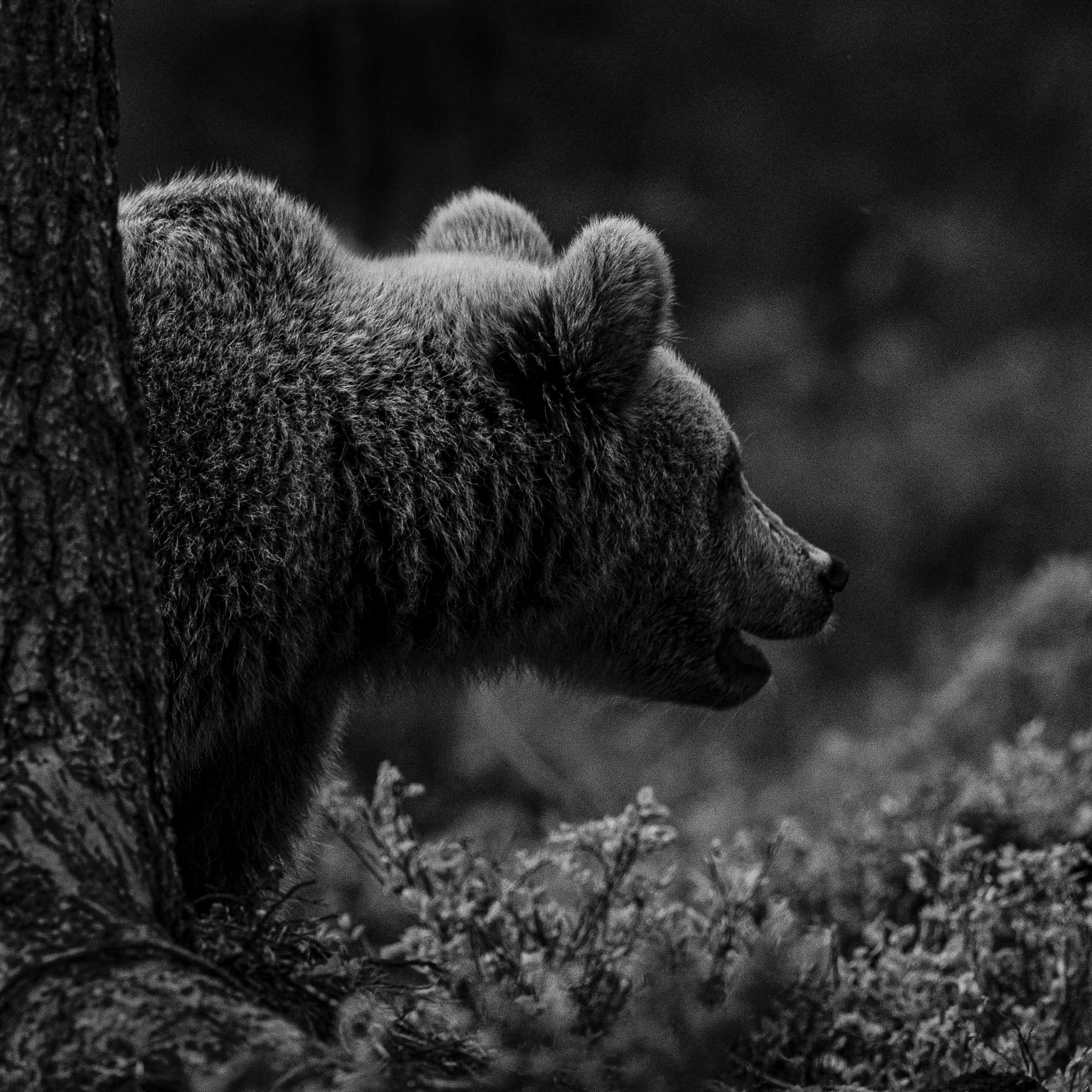 Bearcub 5