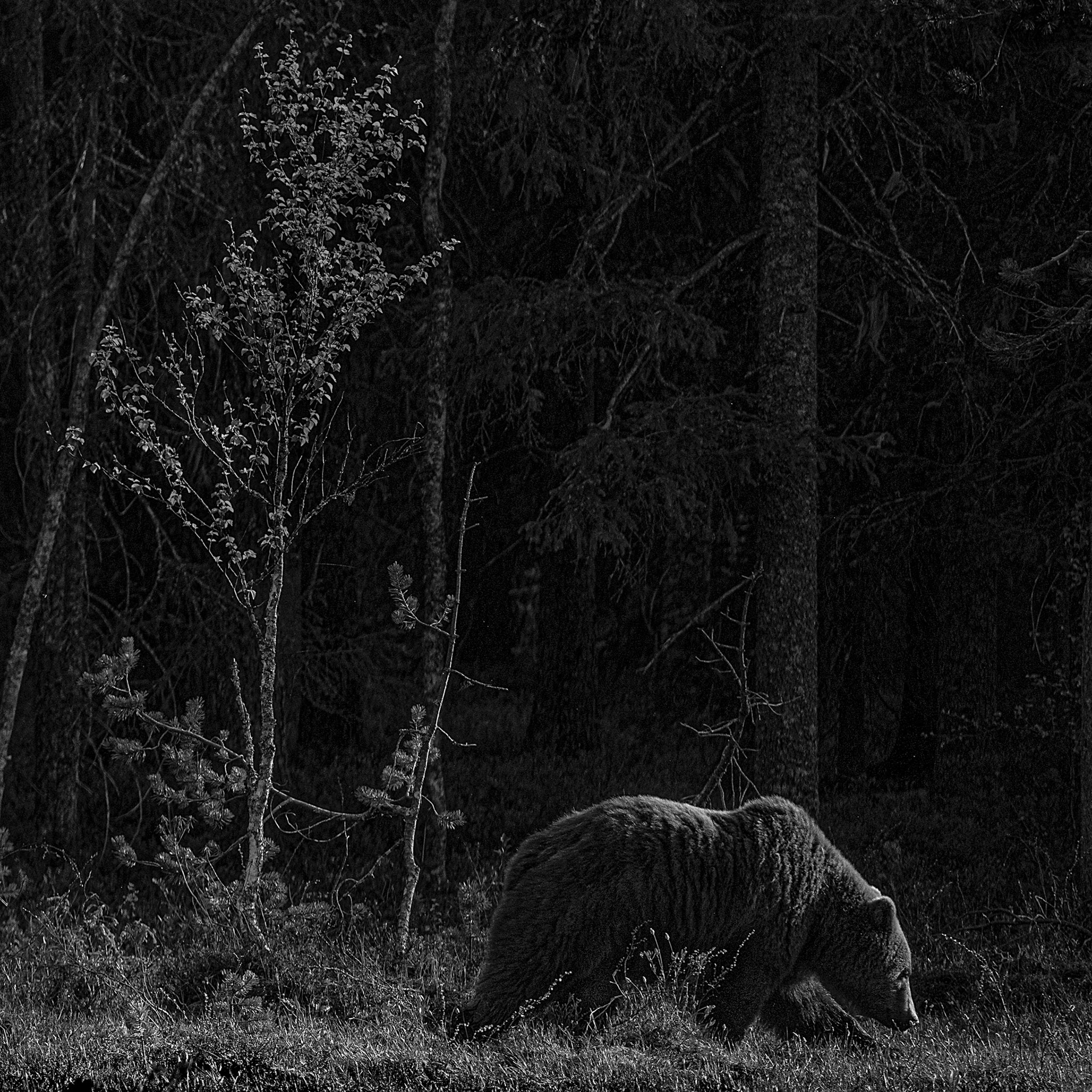 Bear and tree 4