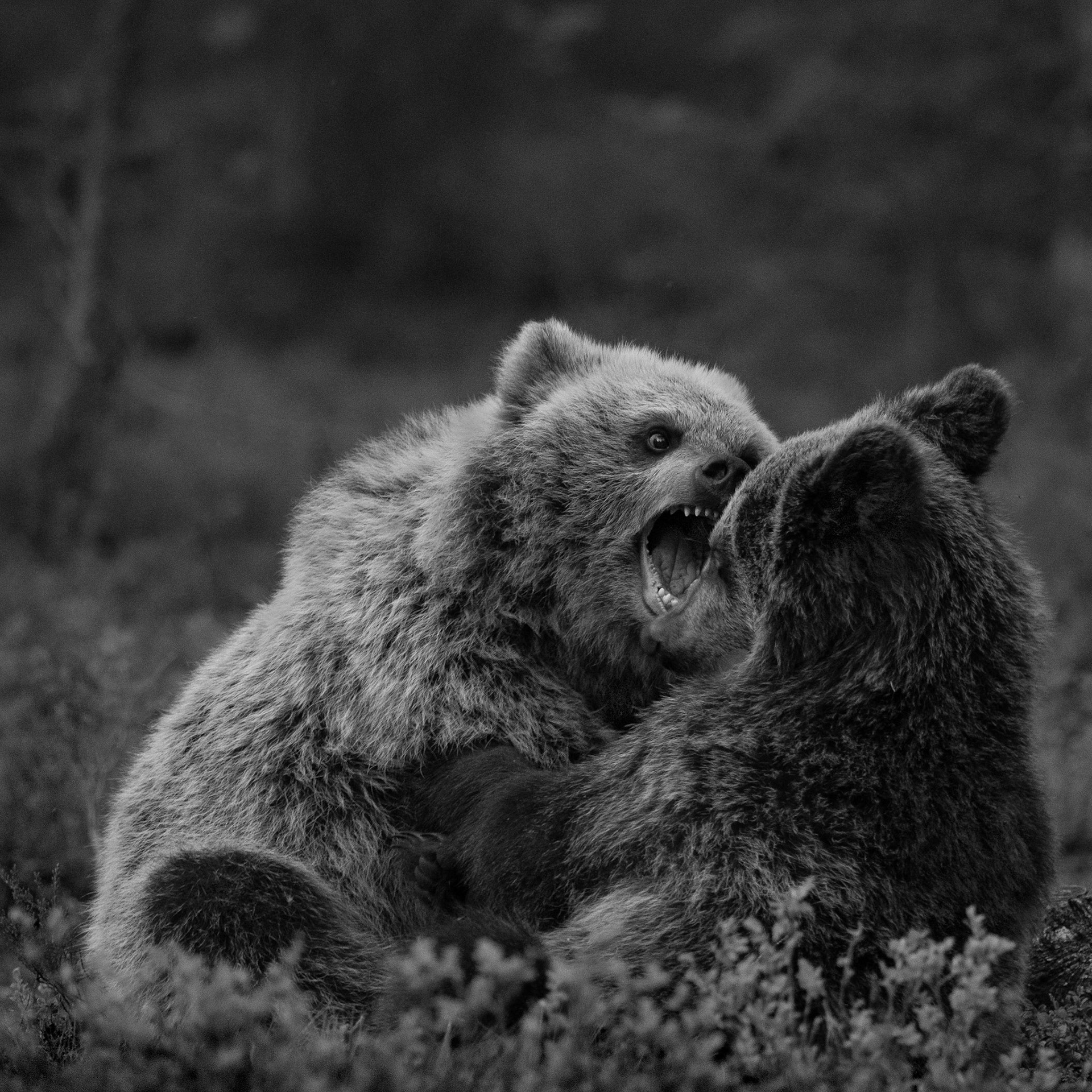Fighting bears 3