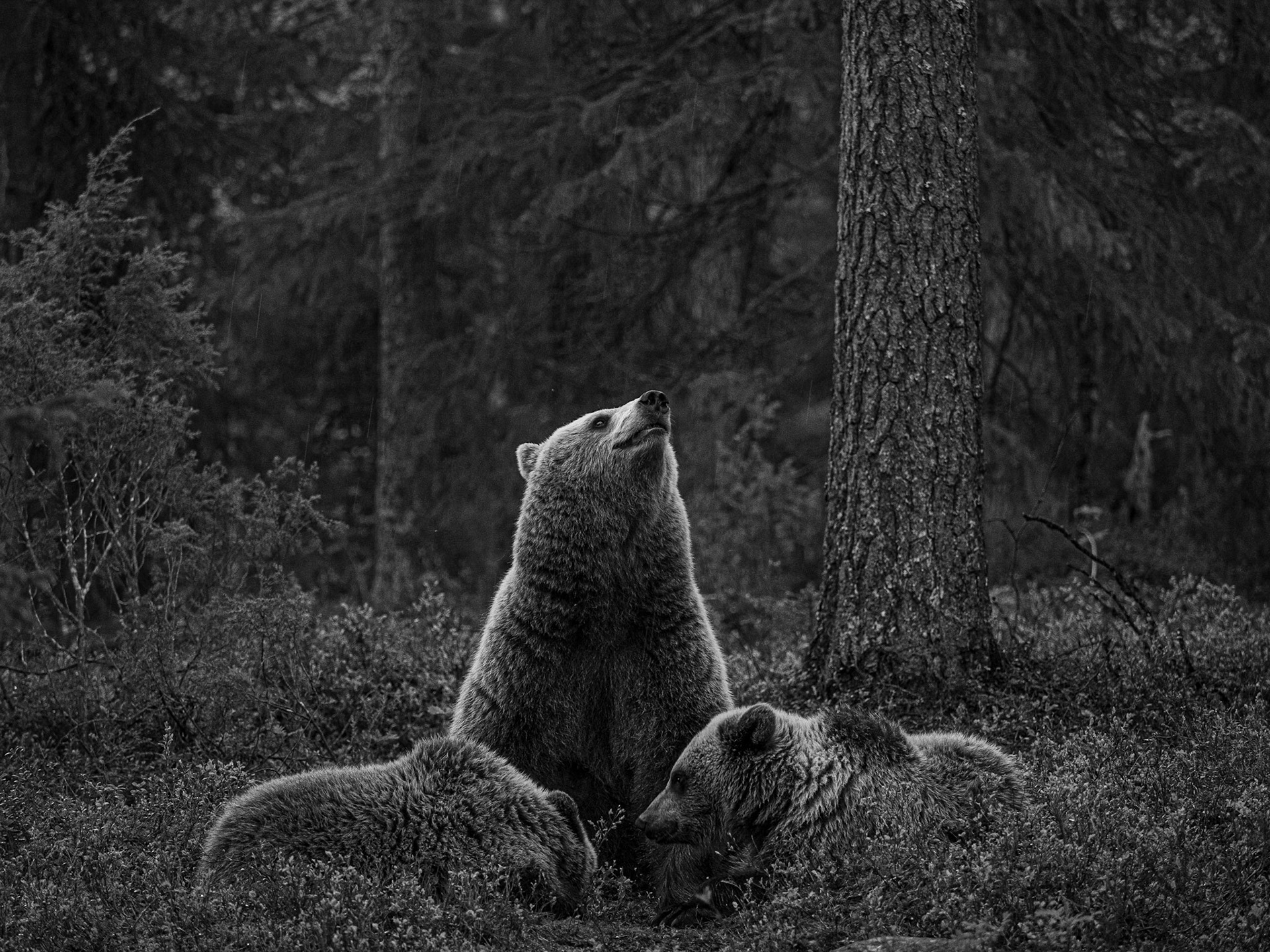 Bear with cubs 2