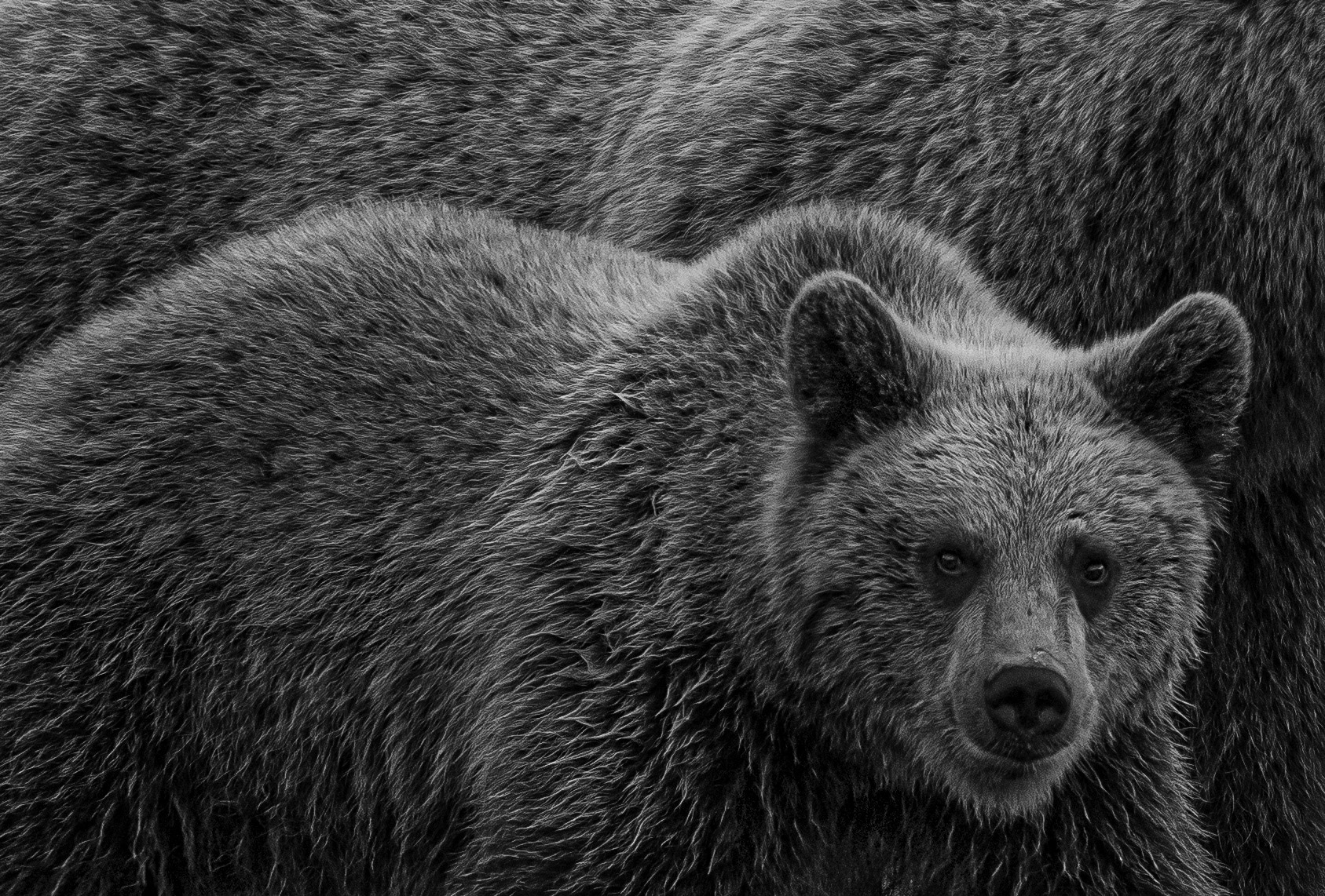 Bearcub 3