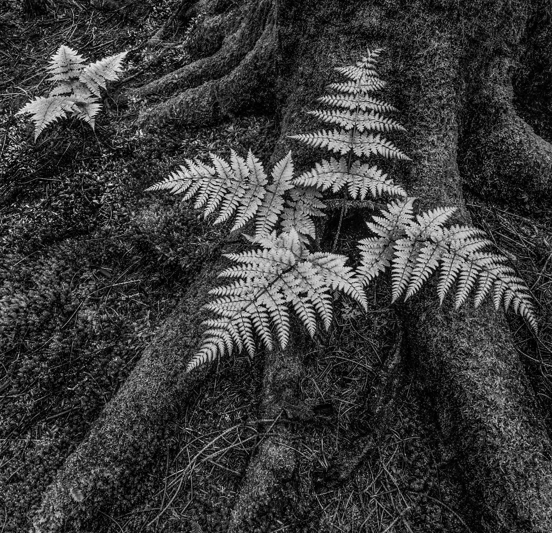 Bregner og mosegrodd rot