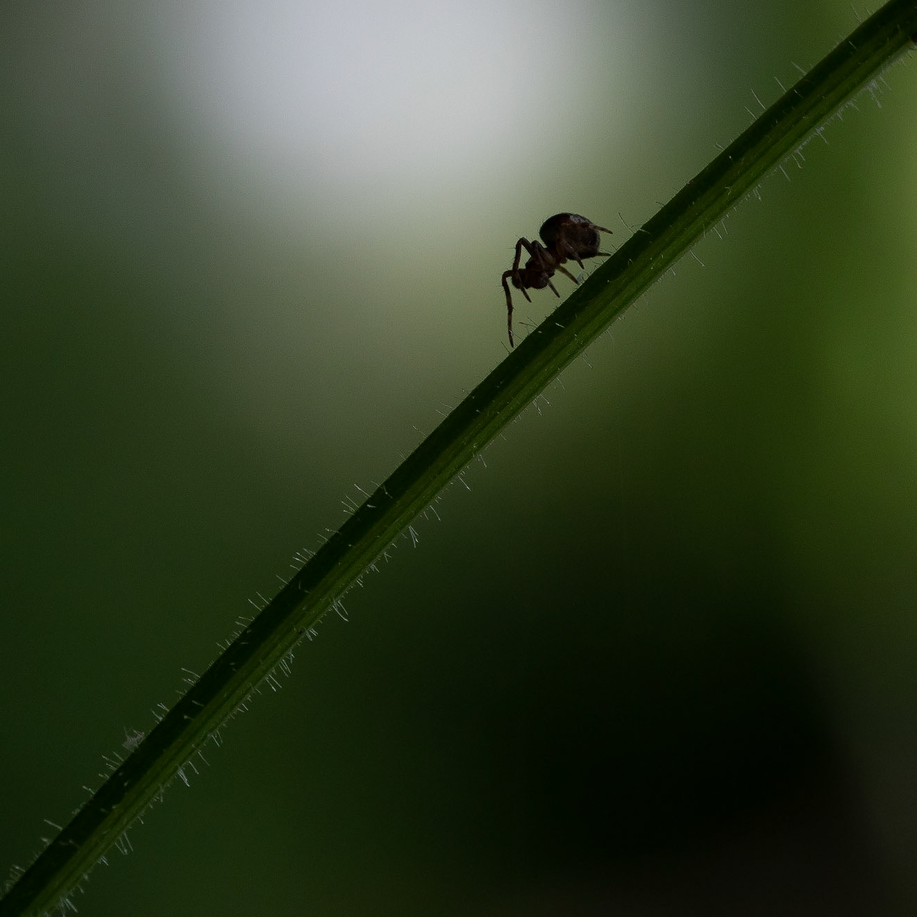 Lonesome spider