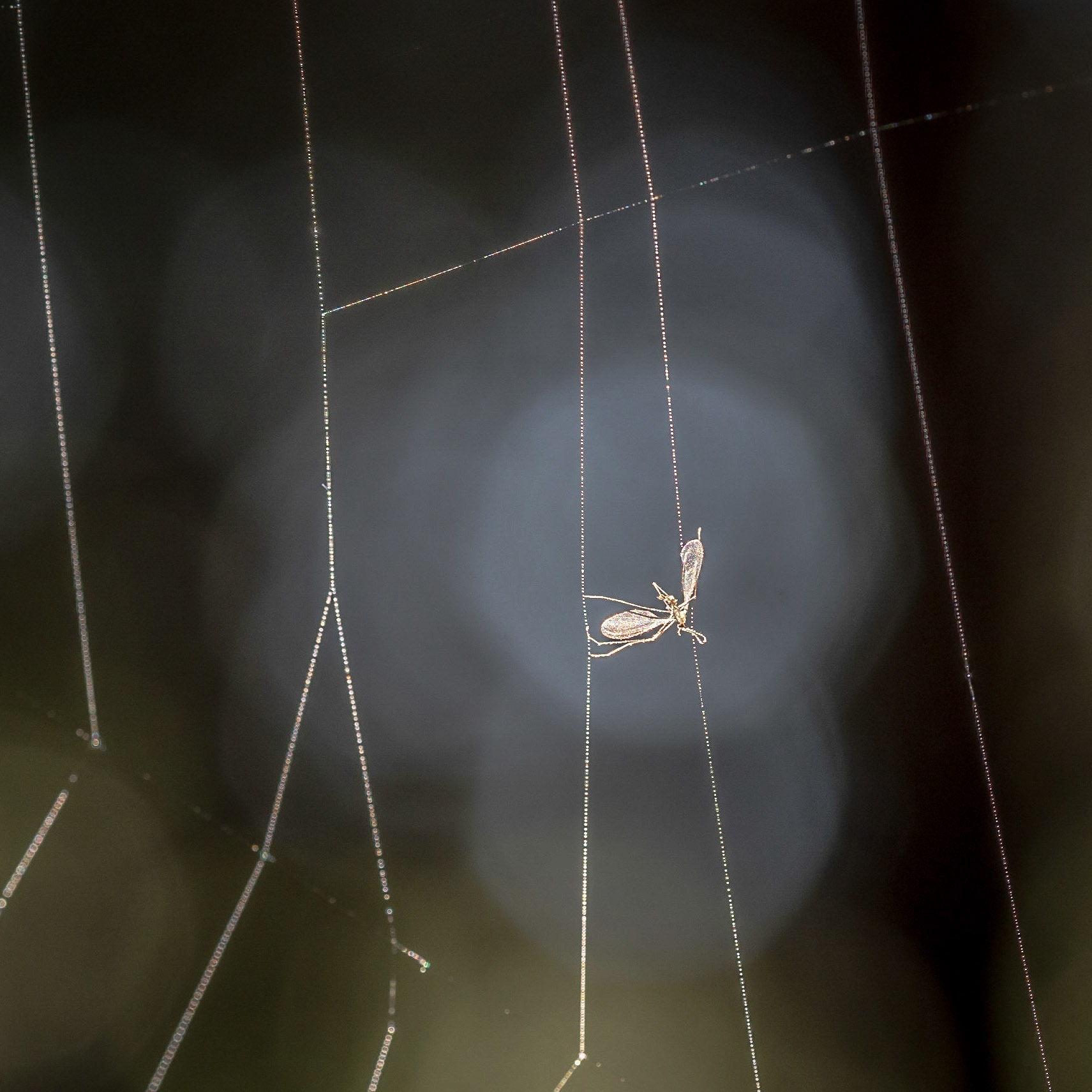 Trapped 2