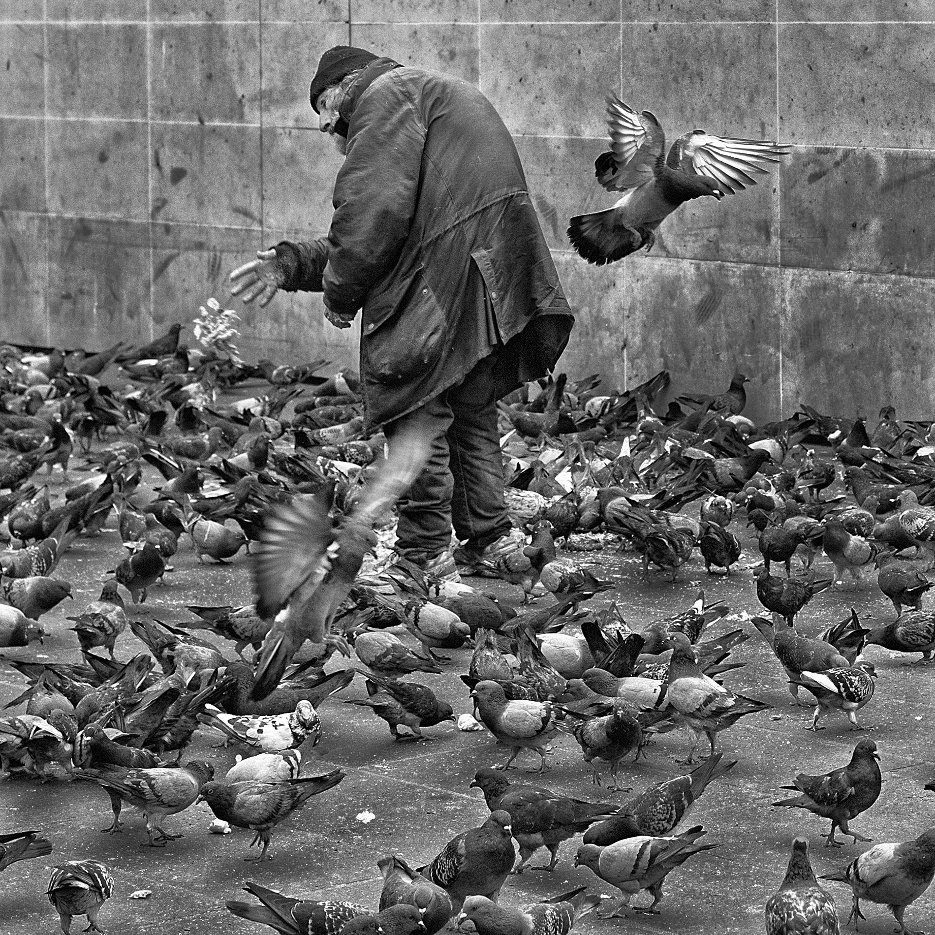 Pigeonman II