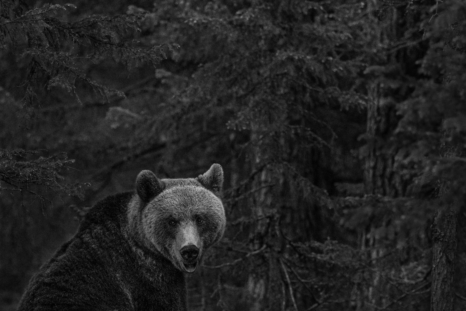 Bear