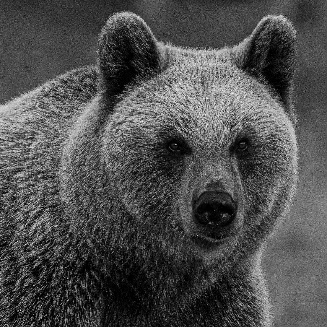 Bear portrait