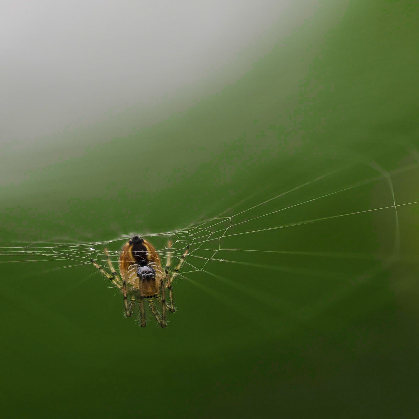 Spider under his web