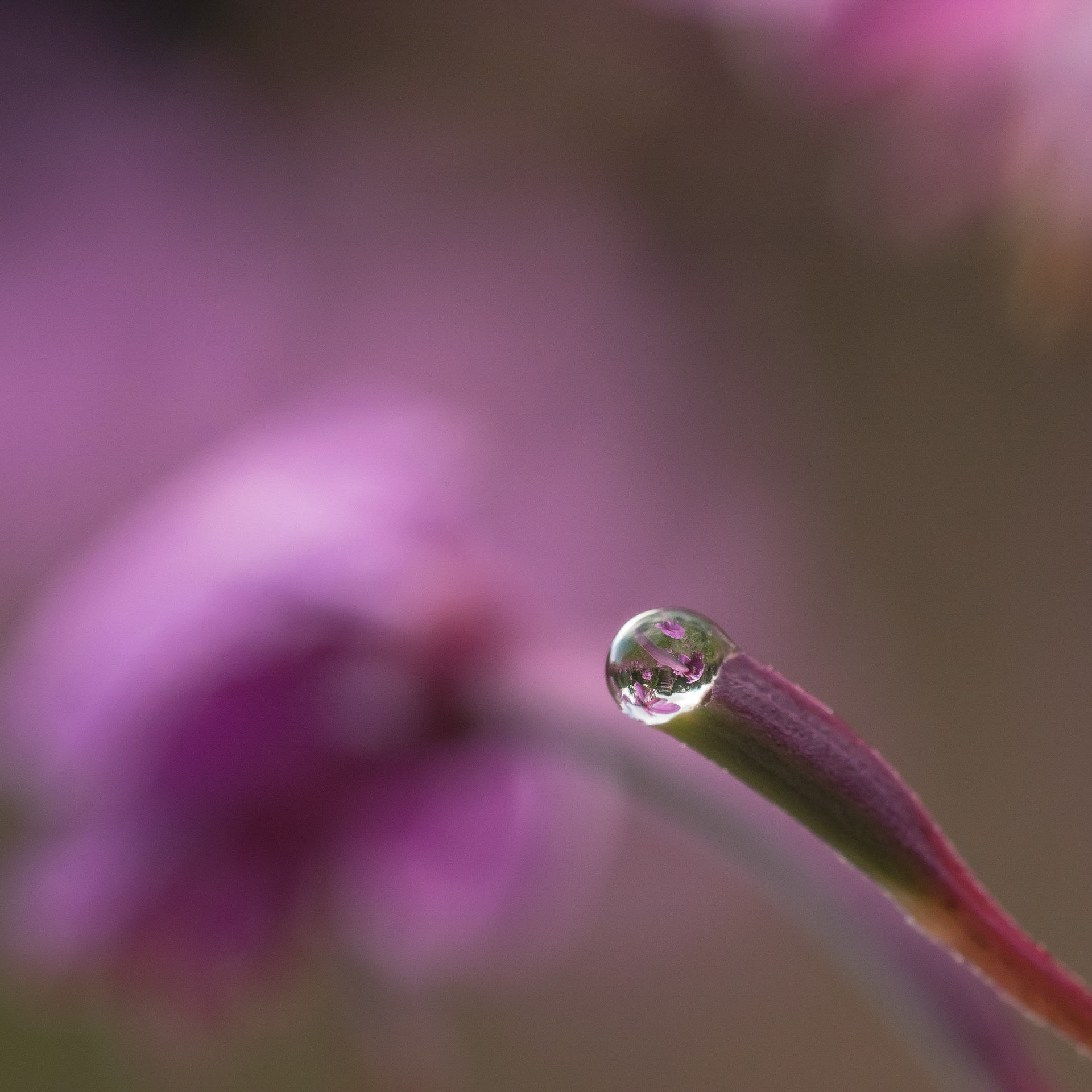 Violet drop