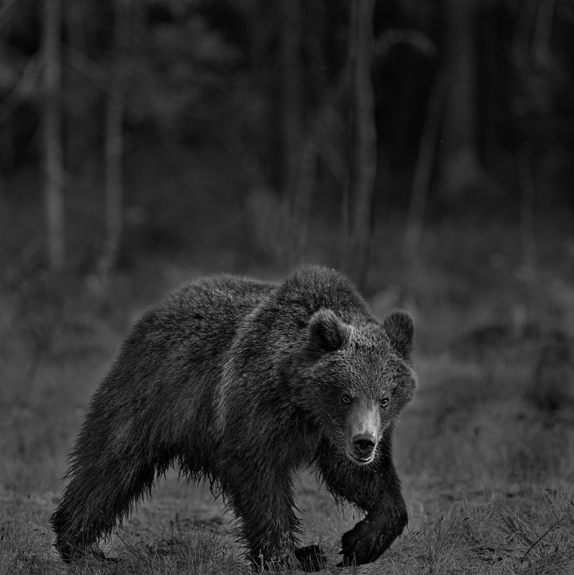 Lonesome bear