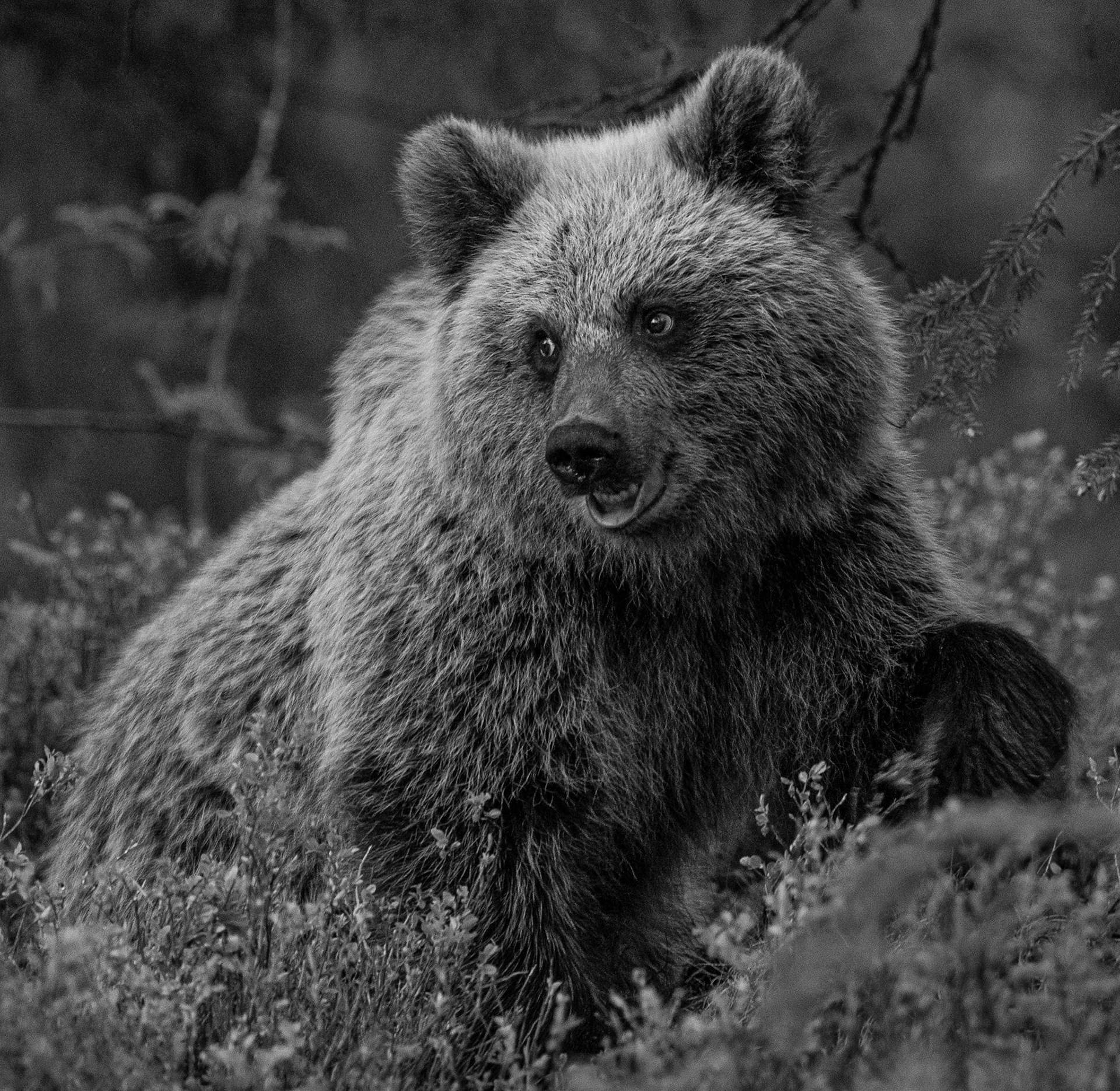 Bearcub