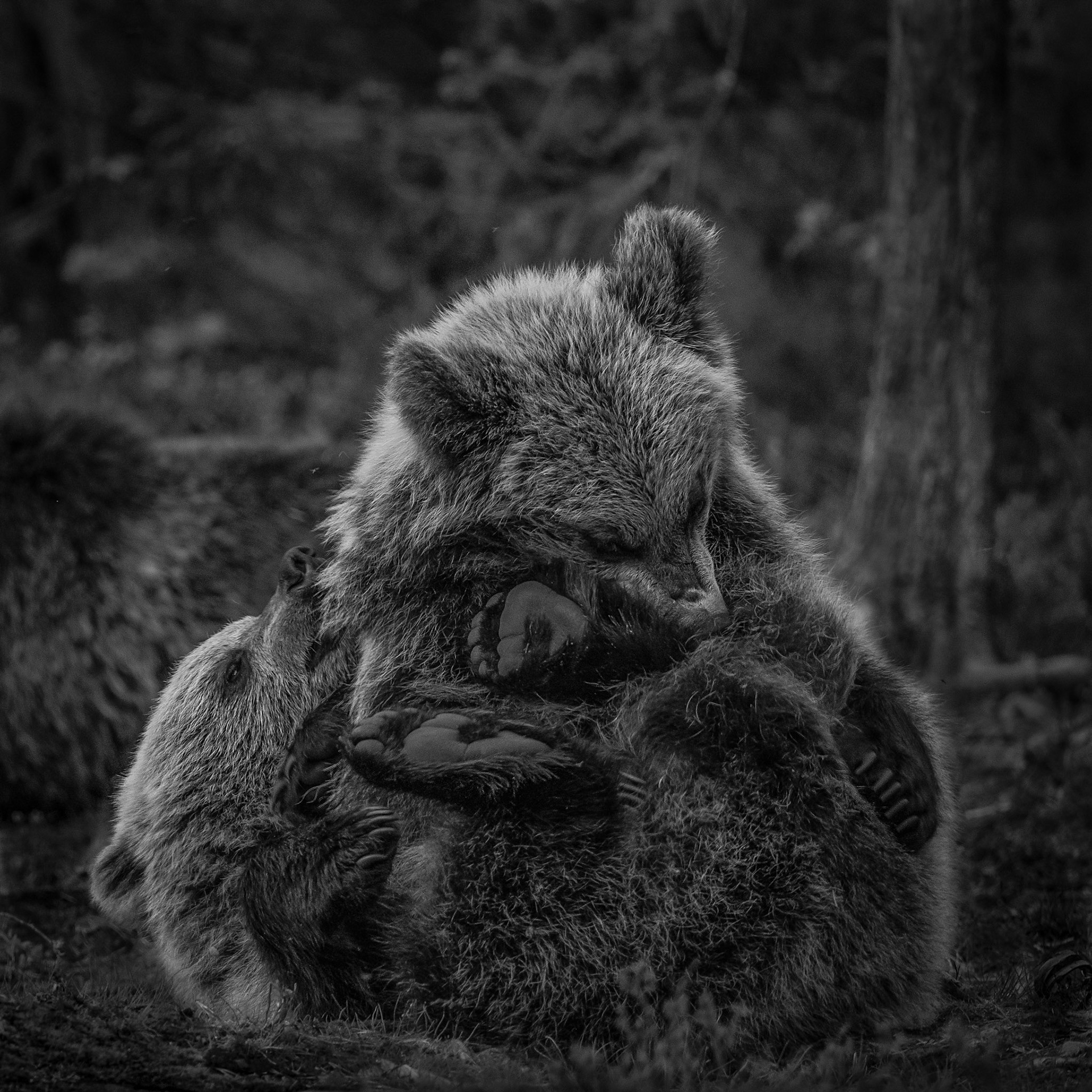 Fighting bears 5