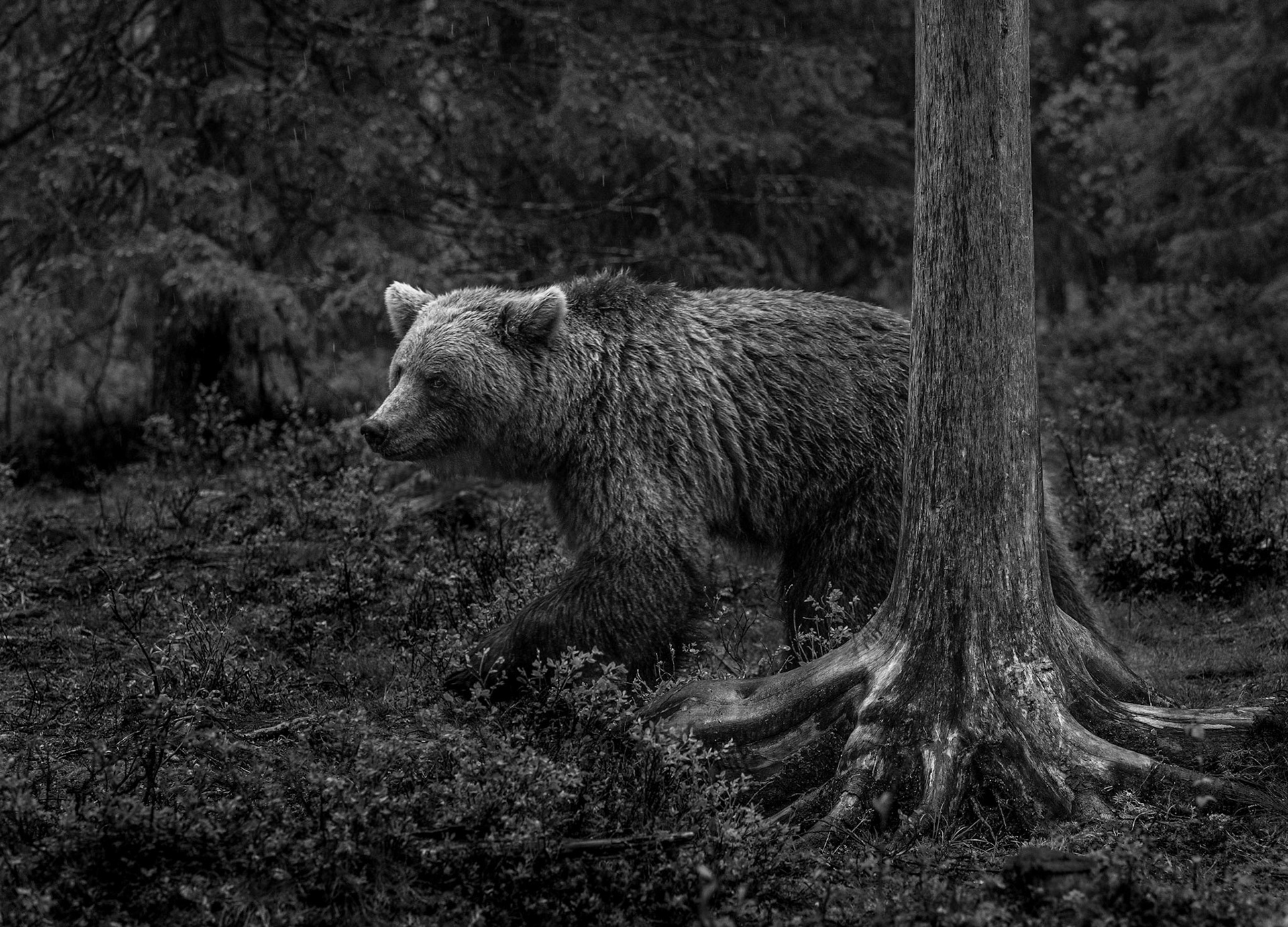 Bear and tree 3