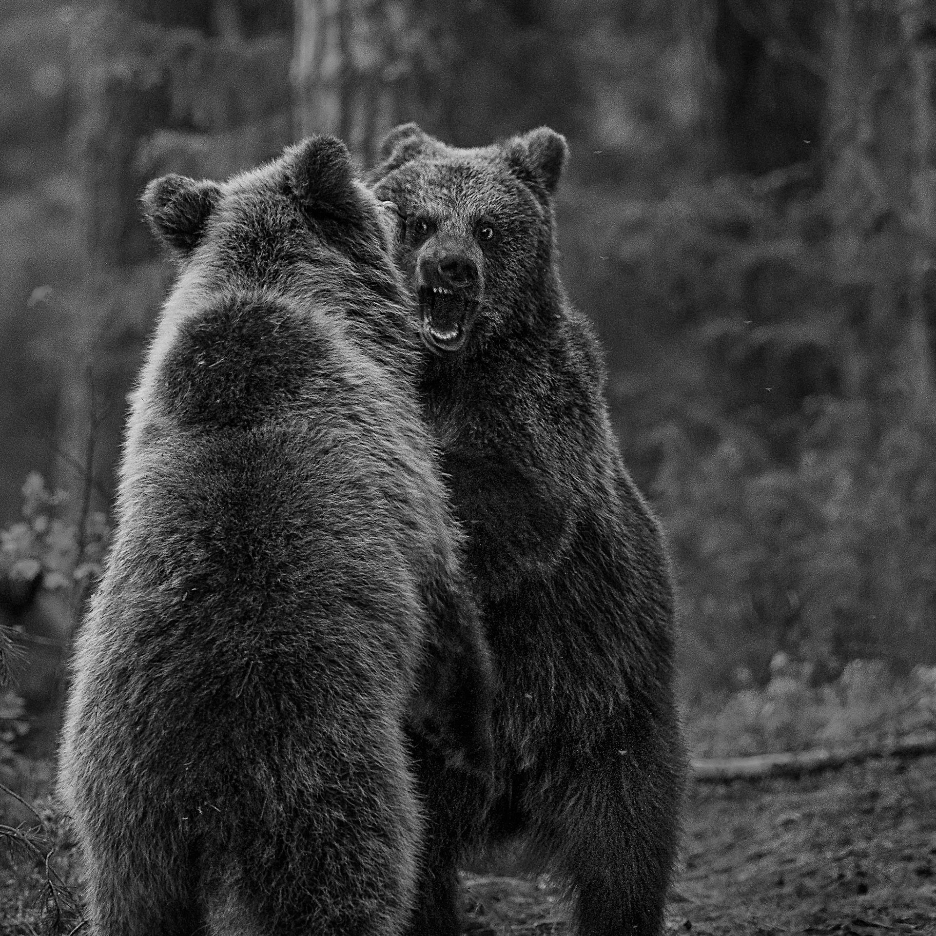 Fighting bears 4