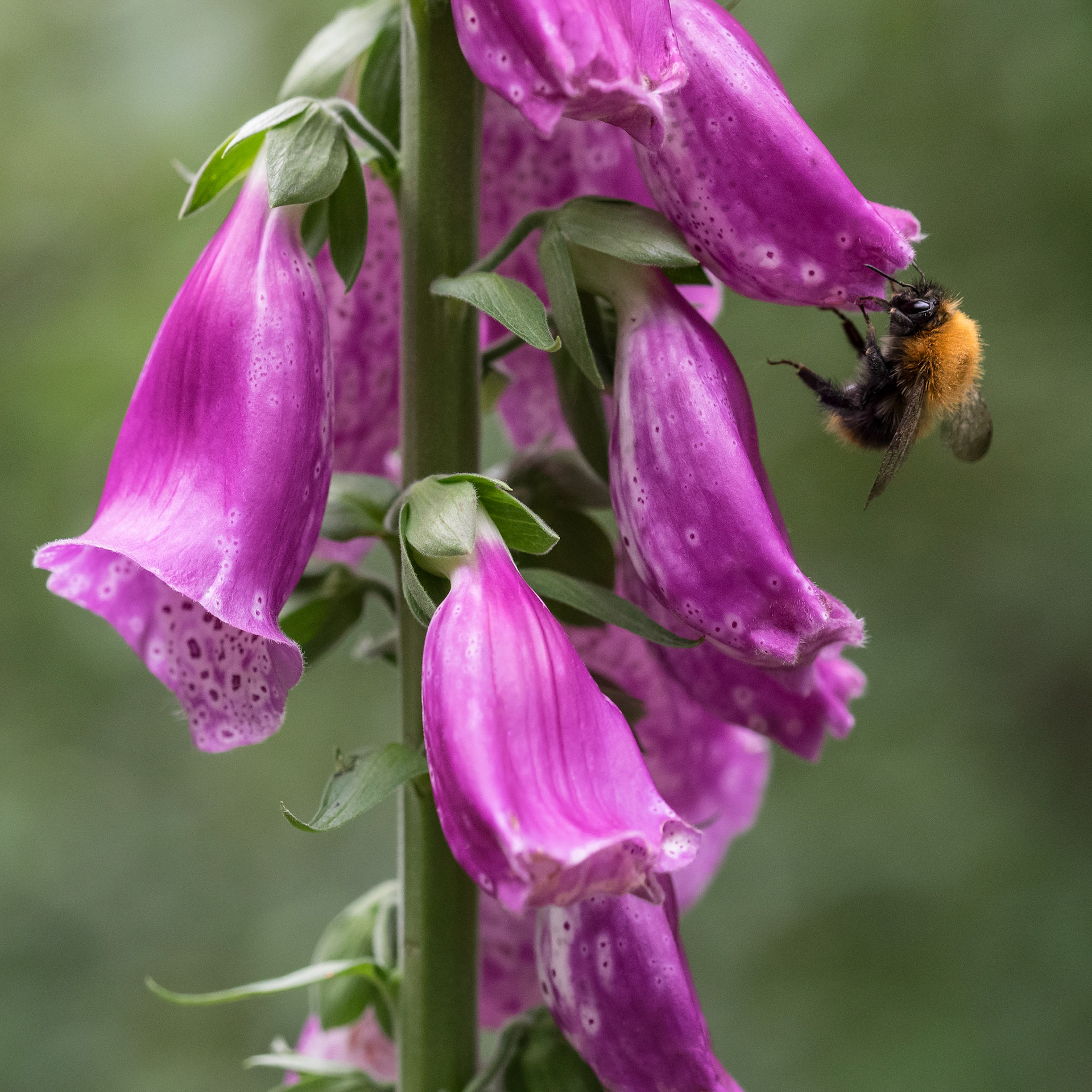 Bumblebee 2