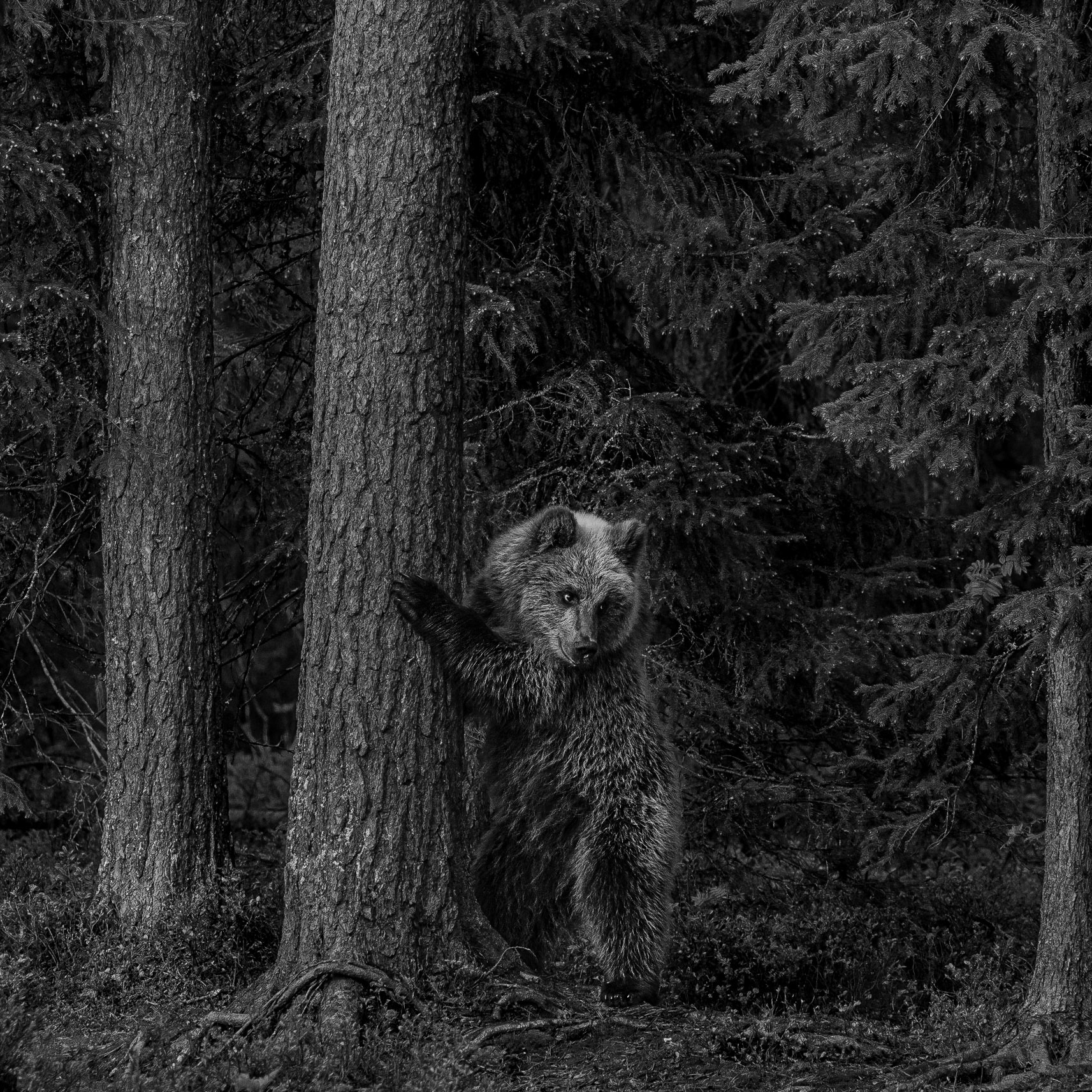Bear and tree 2