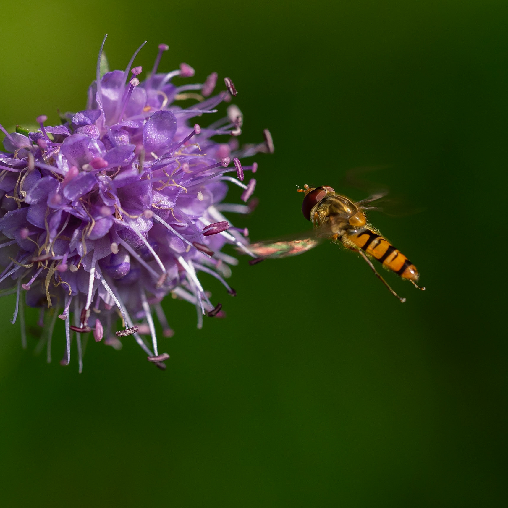 Hoverfly 8