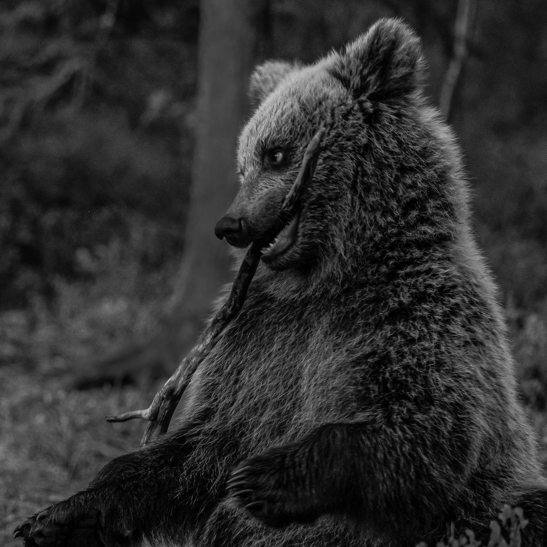 Bearcub 2
