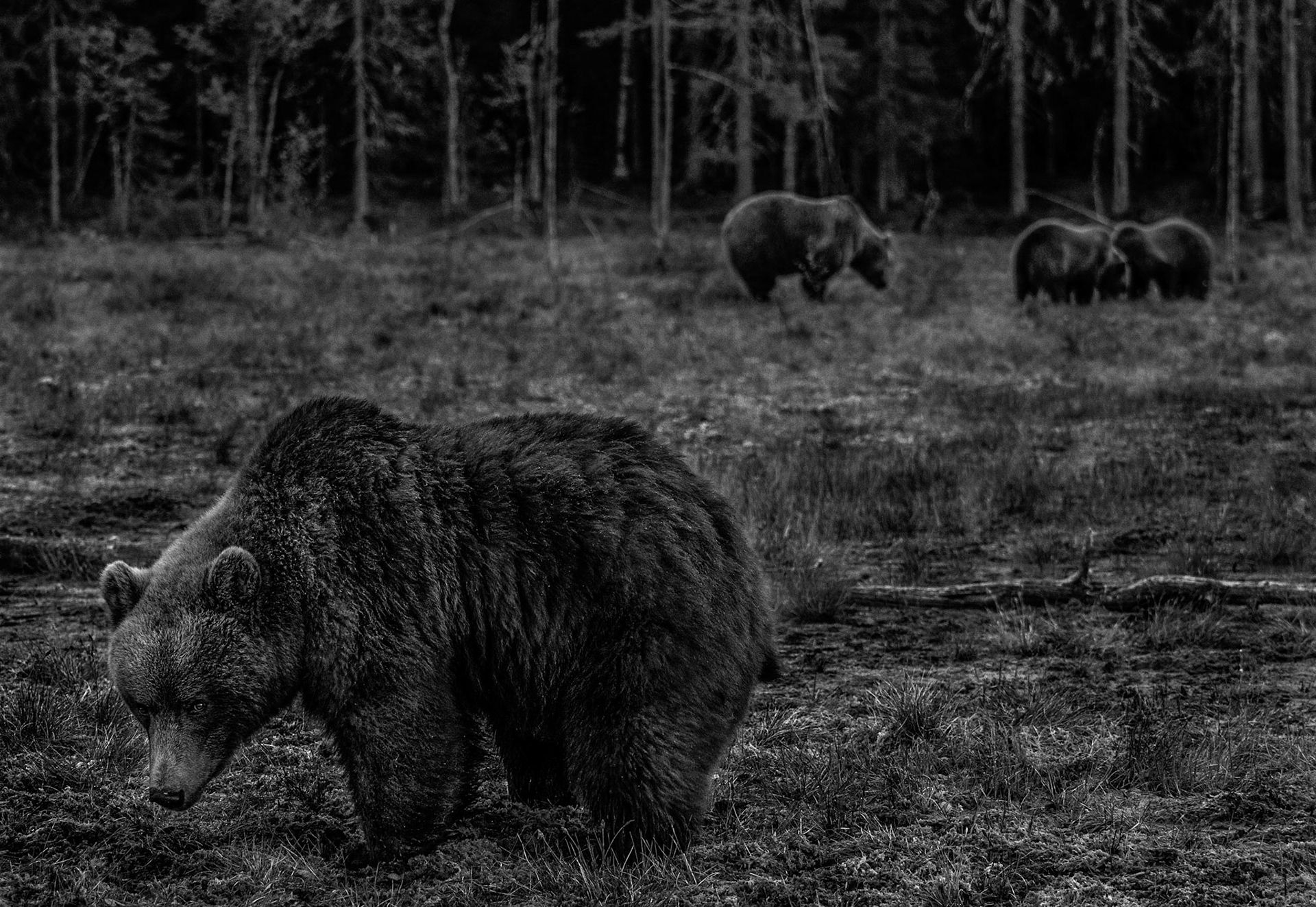 Lonesome bears