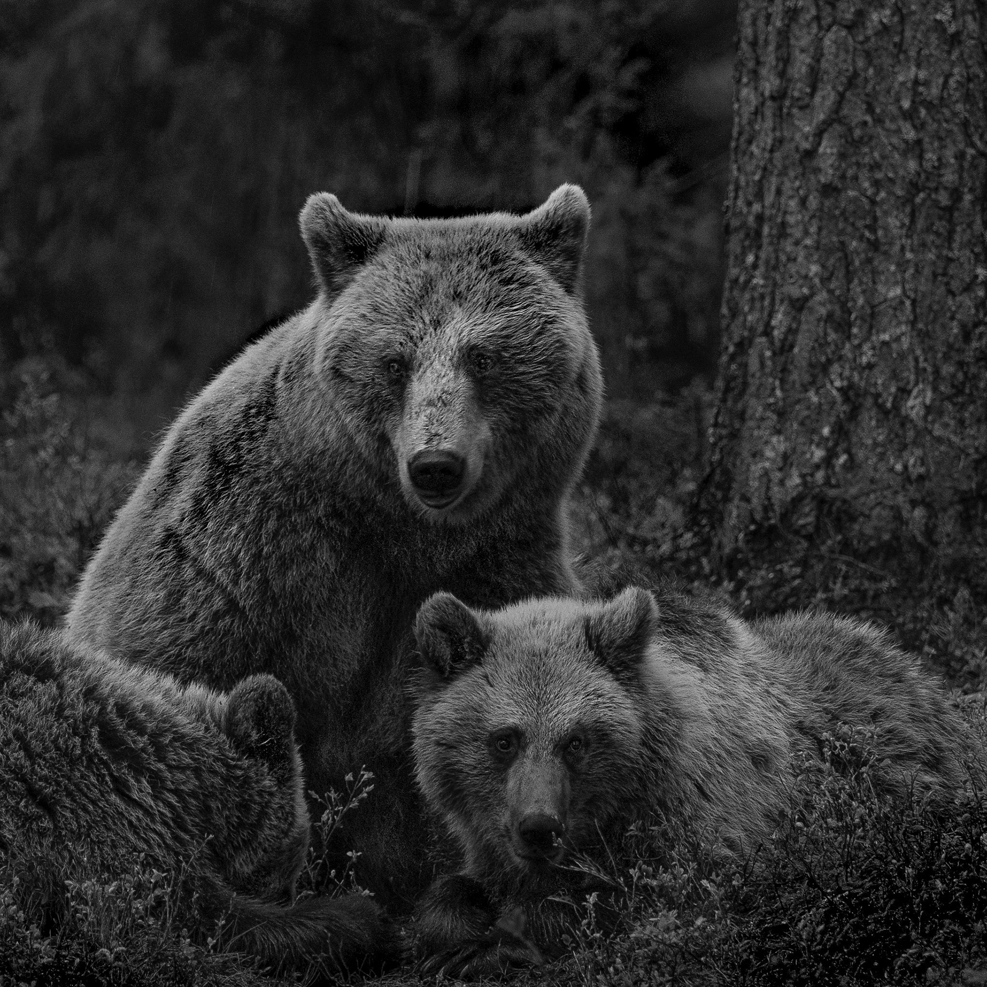Bear with cubs 3