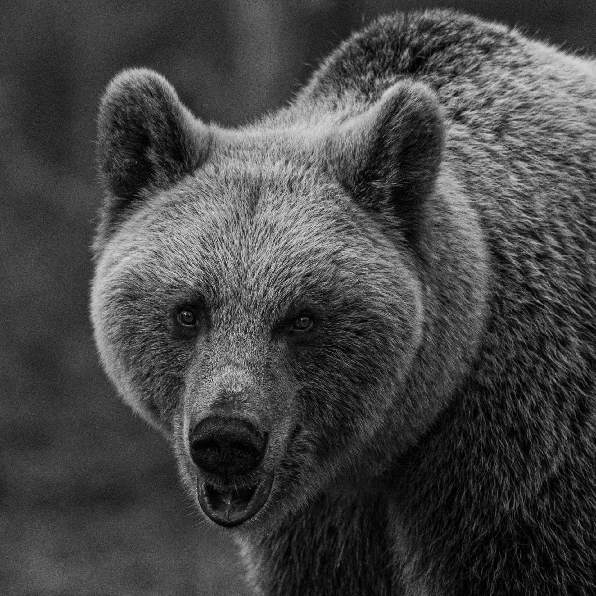 Bear portrait 2