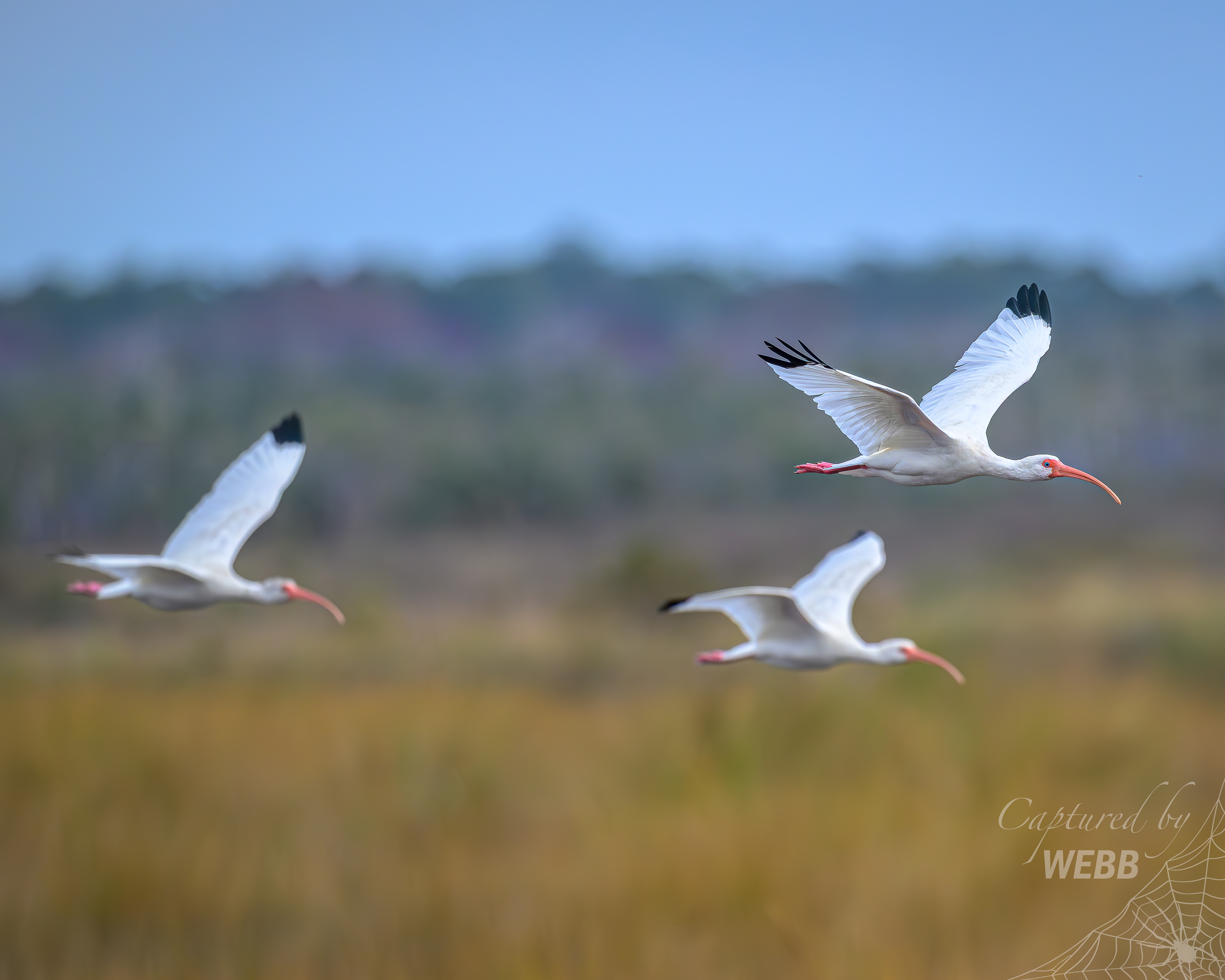 Ibis - St. Mark's NWR