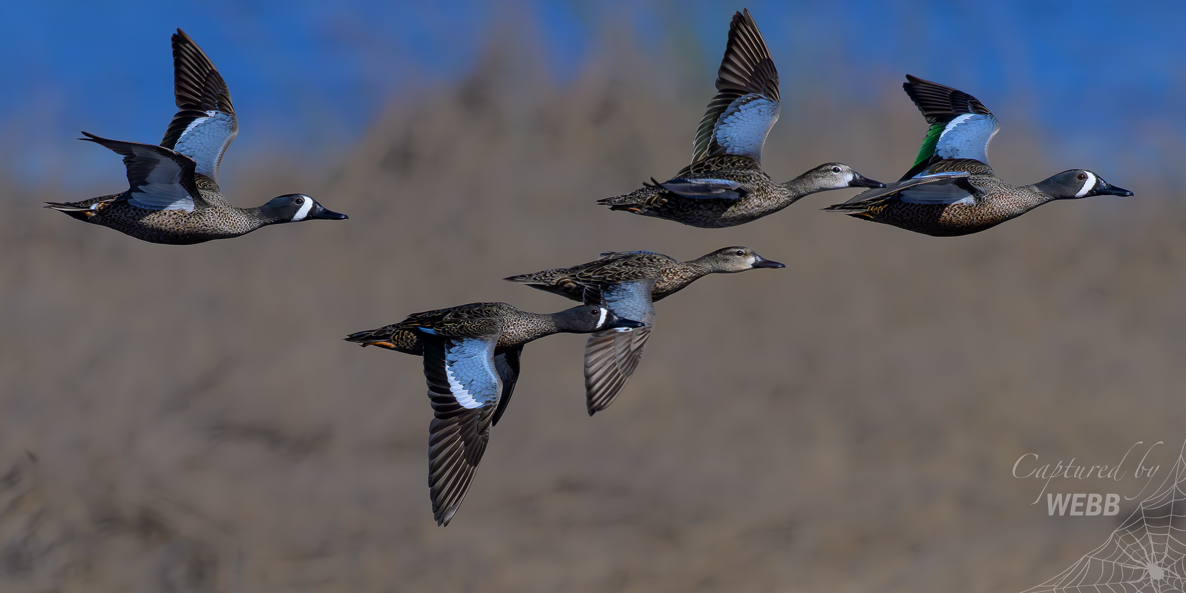 Blue-winged Teal - St. Mark's NWR